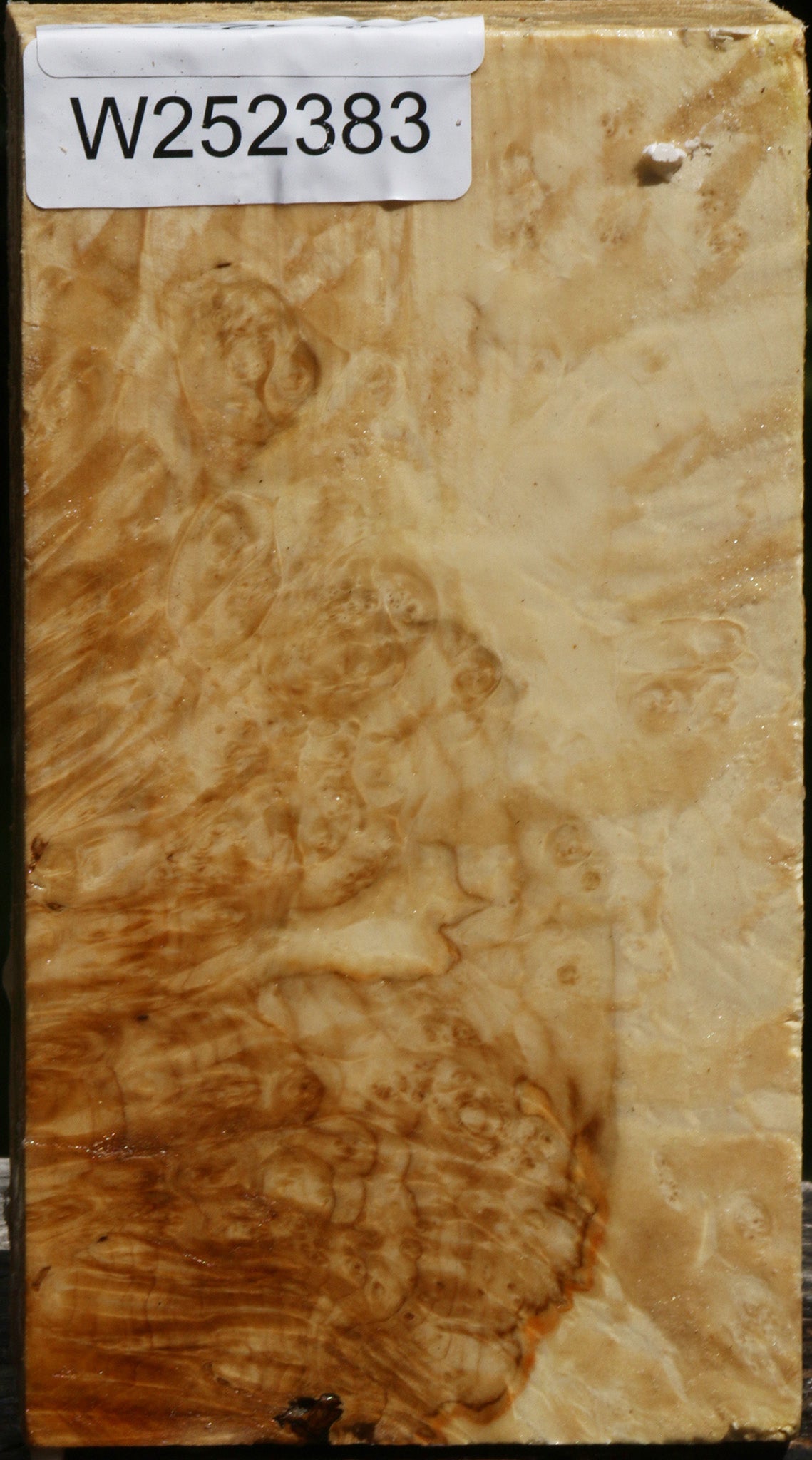 Box Elder Burl Turning Blank
