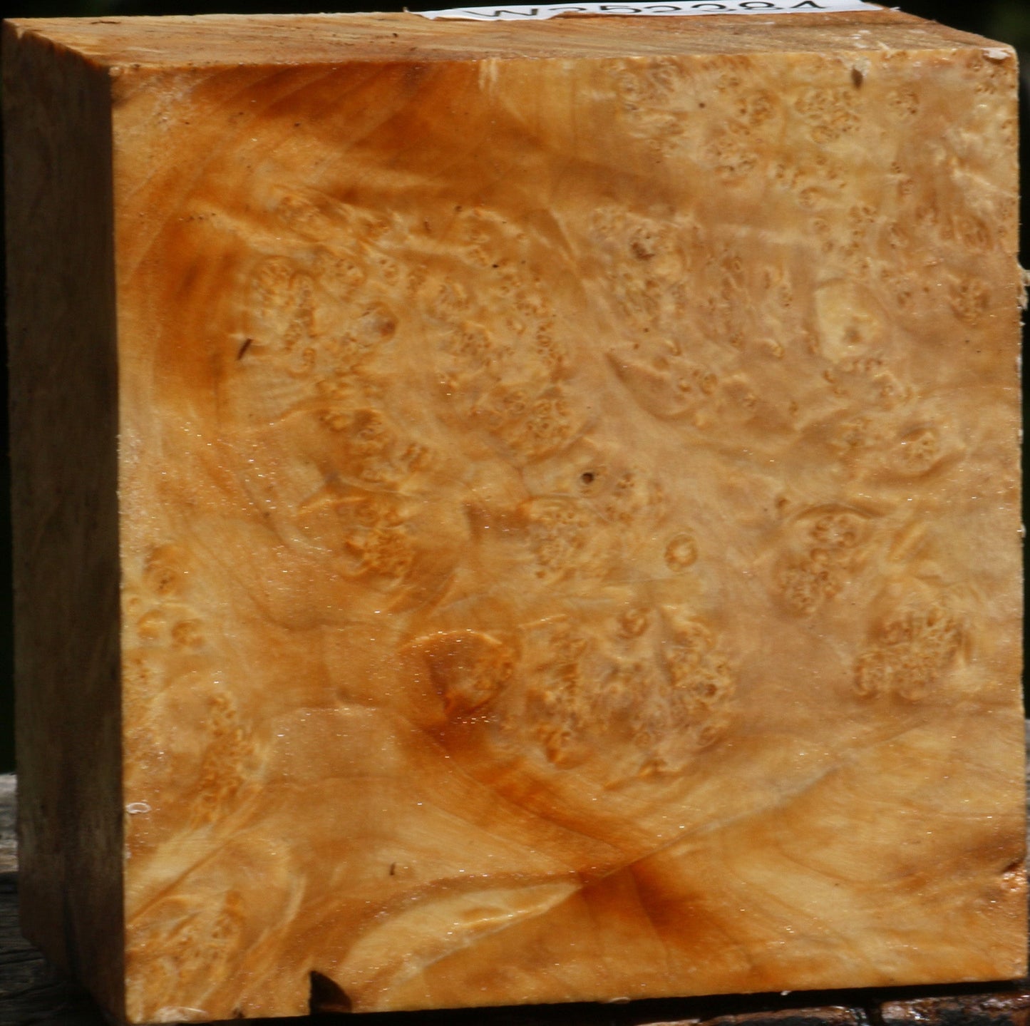 Box Elder Burl Bowl Blank