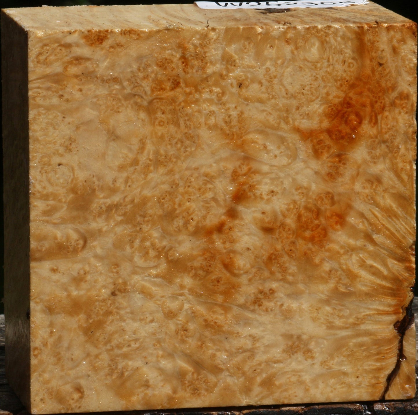 Box Elder Burl Bowl Blank