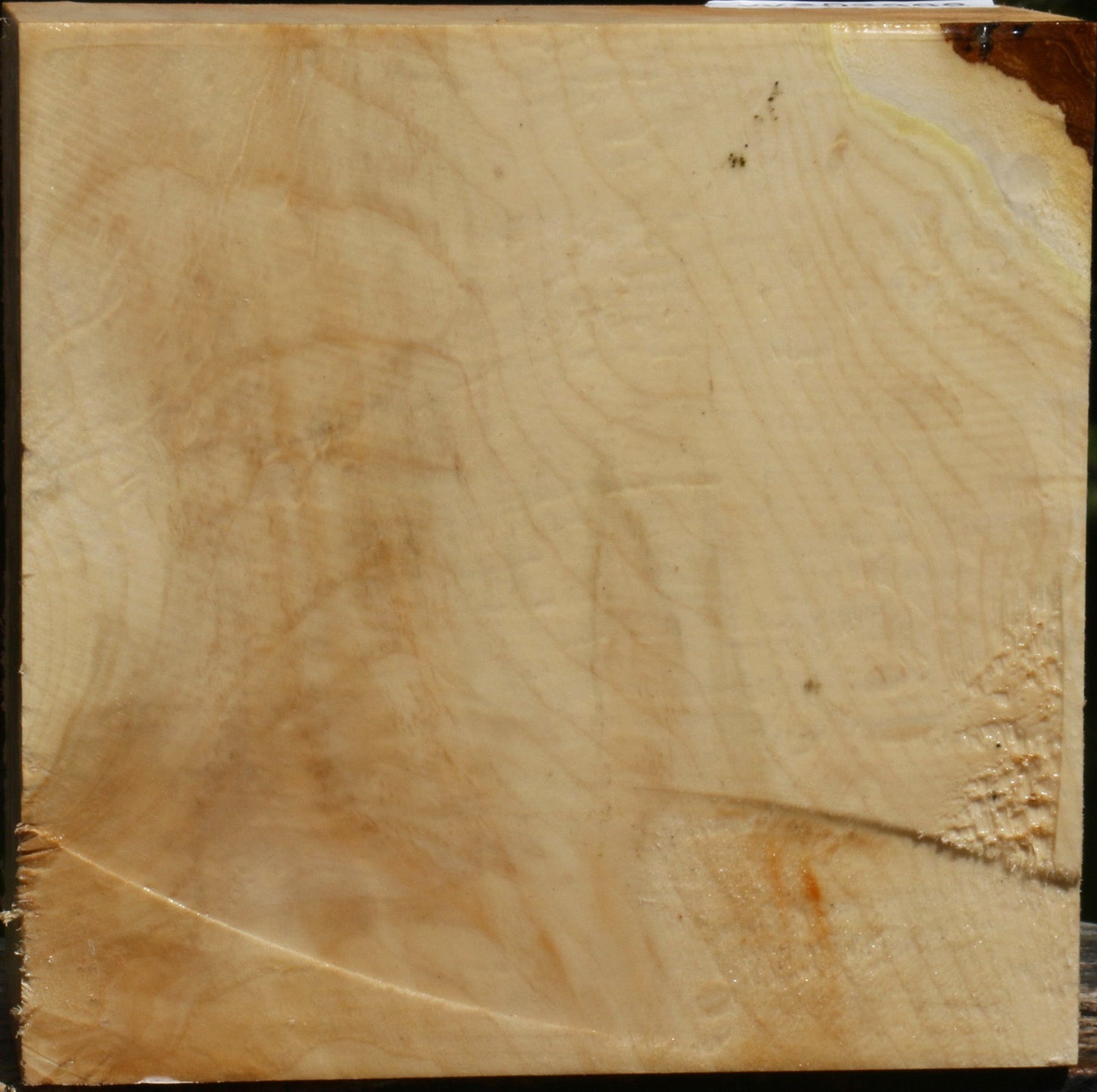 Box Elder Bowl Blank