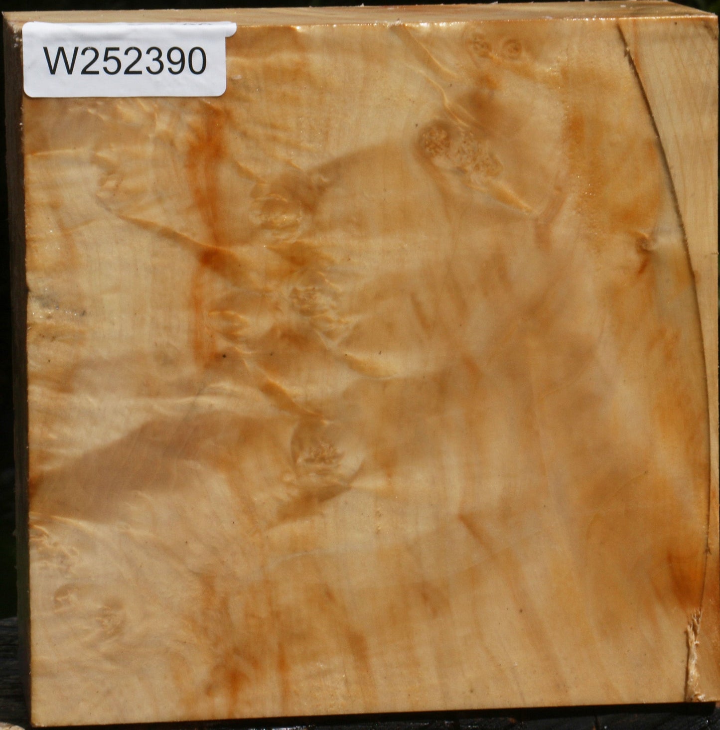 Extra Fancy Box Elder Bowl Blank