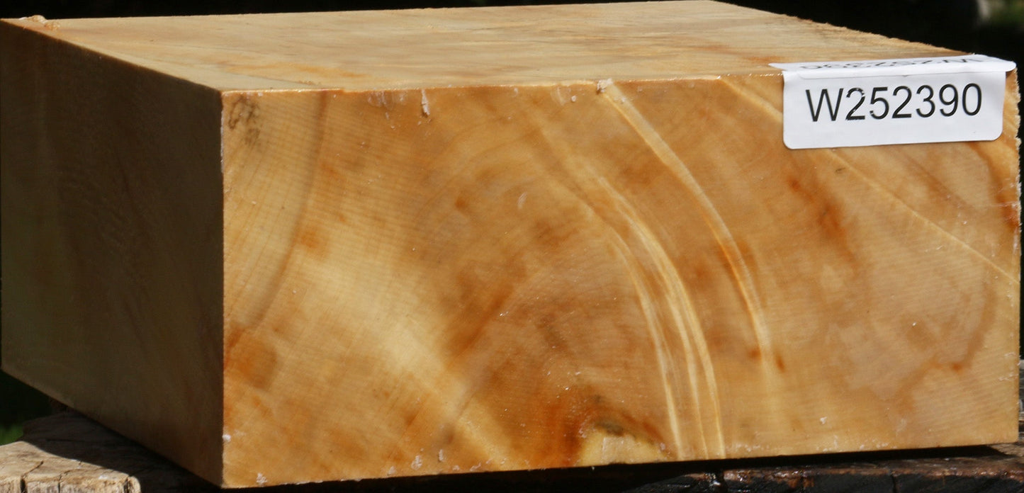 Extra Fancy Box Elder Bowl Blank
