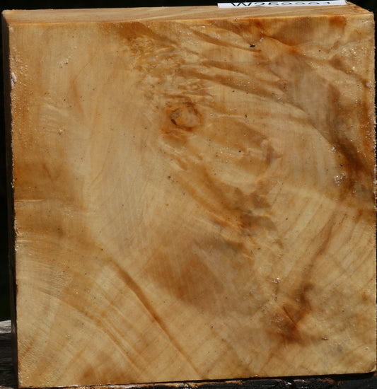 Extra Fancy Box Elder Bowl Blank