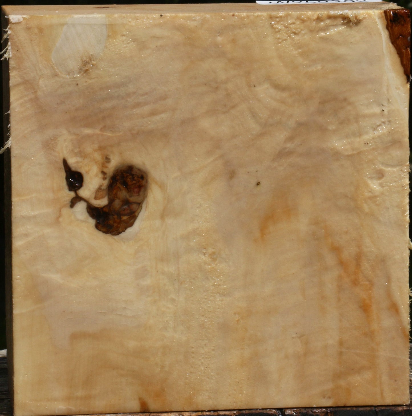 Figured Box Elder Bowl Blank
