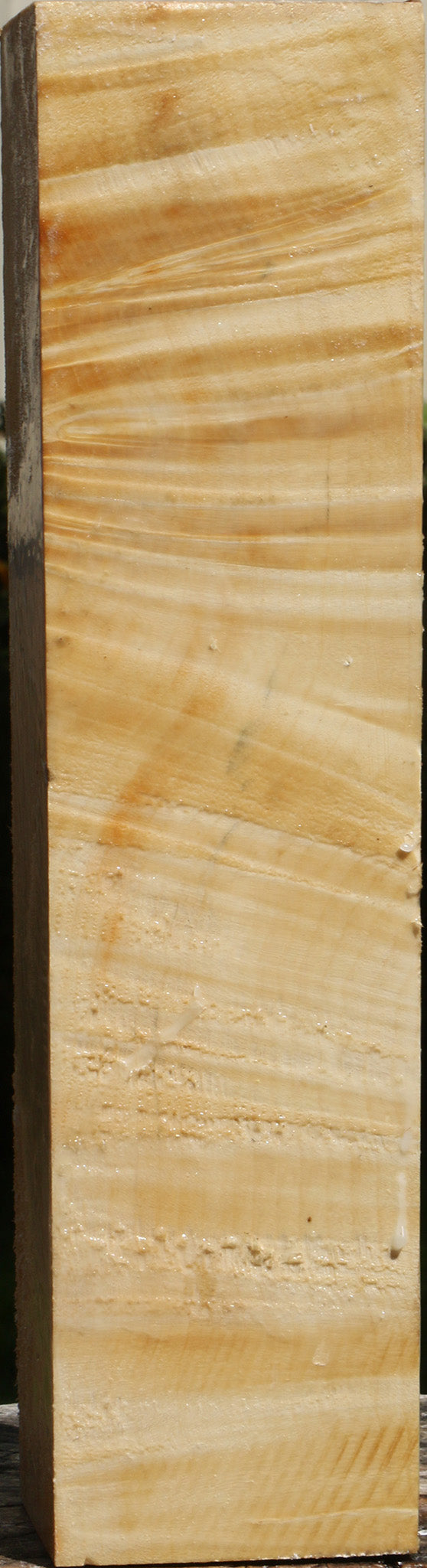 Extra Fancy Box Elder Vessel Blank