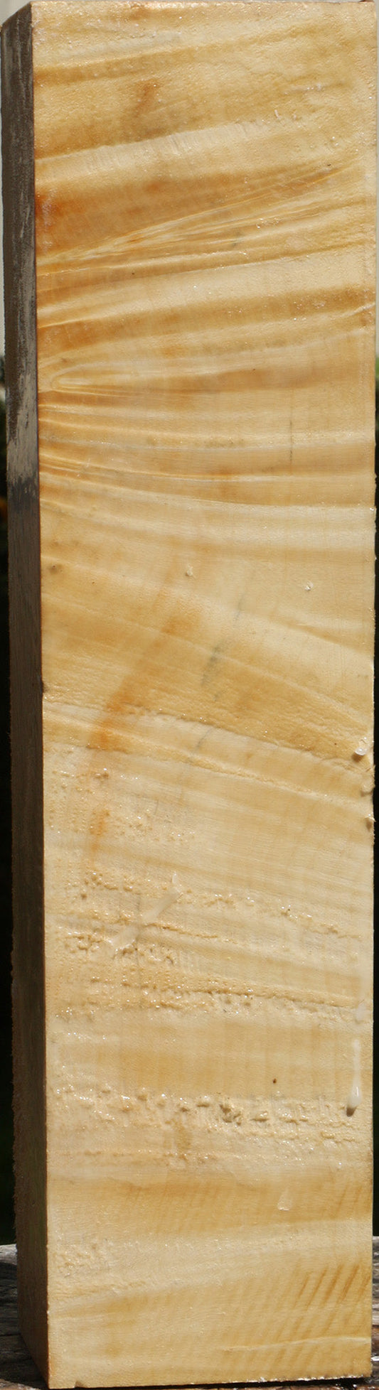 Extra Fancy Box Elder Vessel Blank