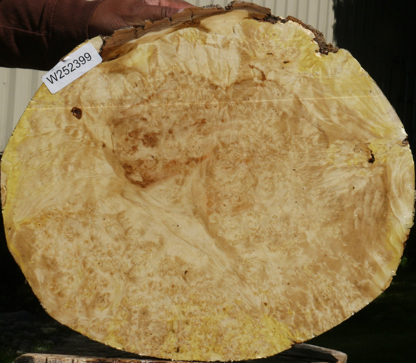 Box Elder Burl Cookie