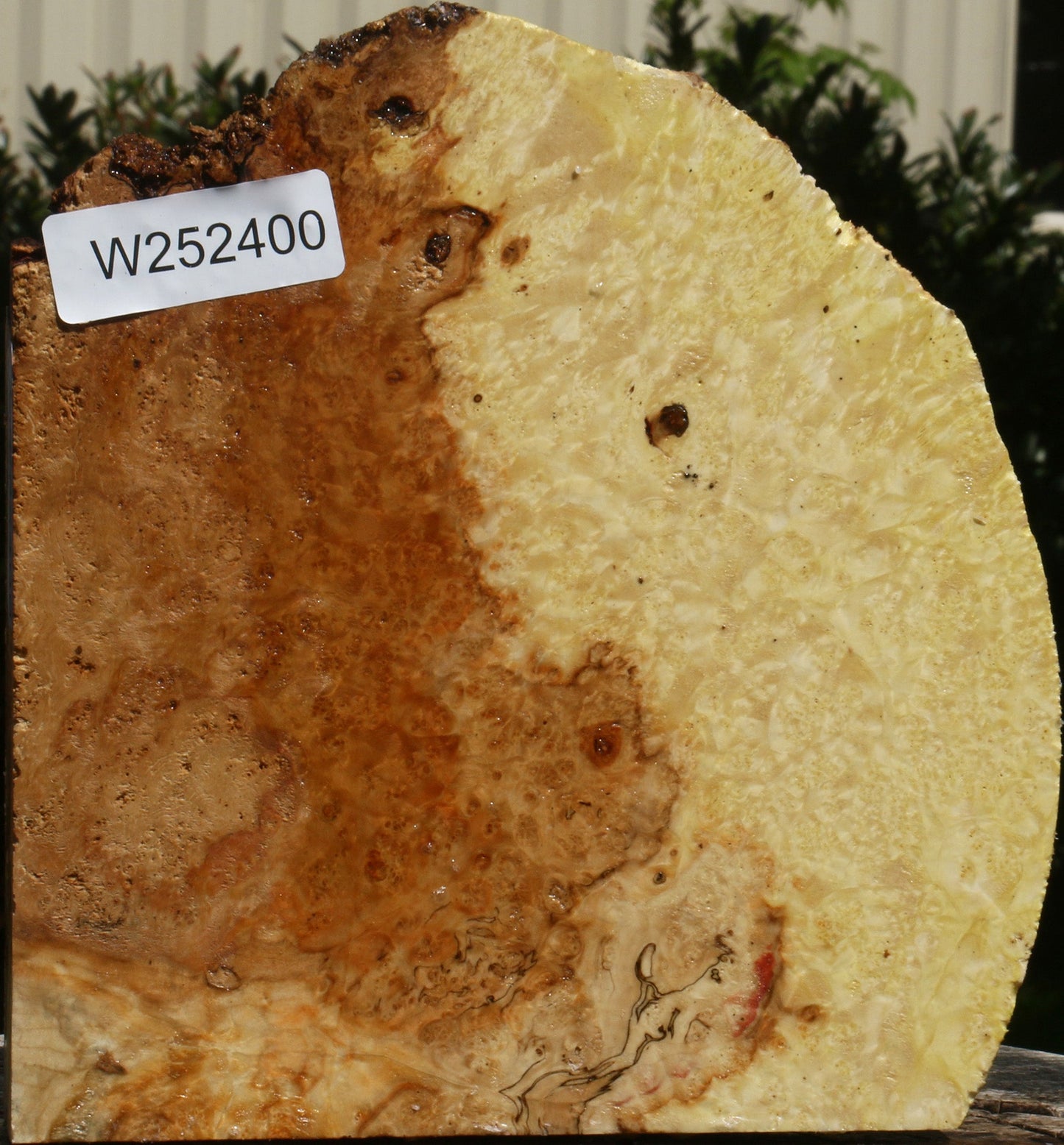 Box Elder Burl Live Edge Turning Blank