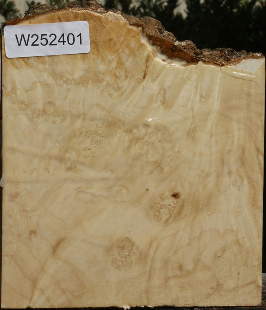 Box Elder Burl Live Edge Turning Blank