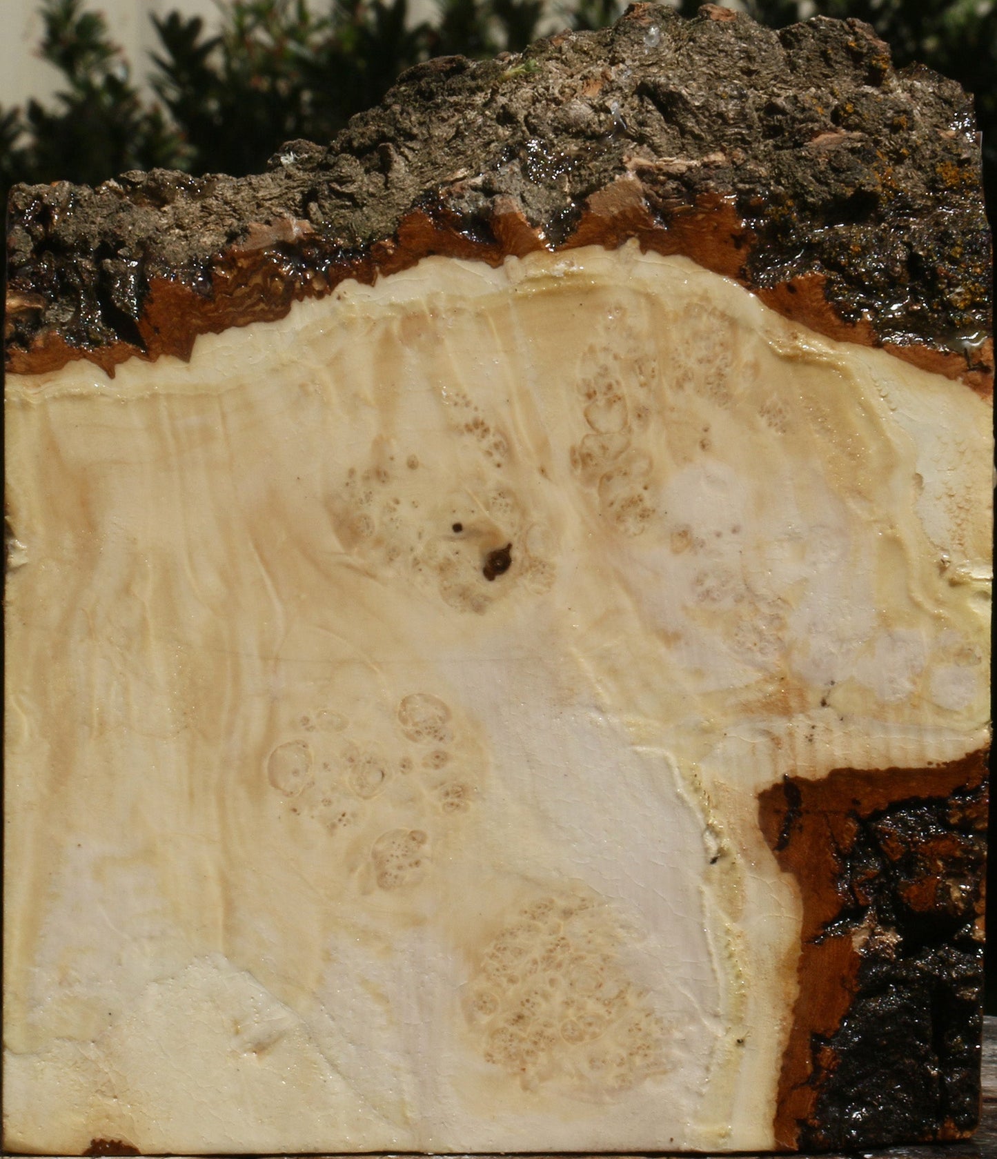 Box Elder Burl Live Edge Turning Blank