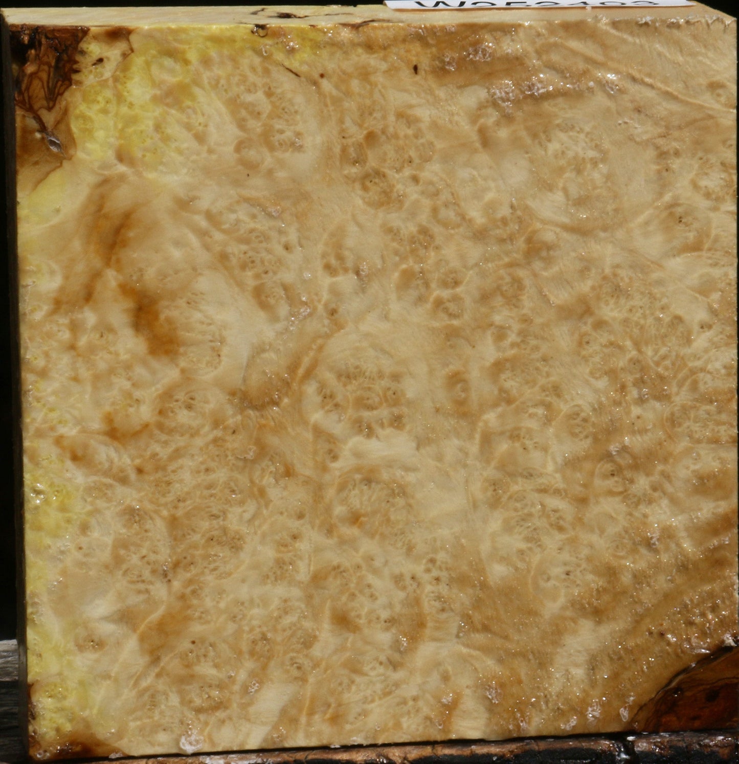 Box Elder Burl Bowl Blank
