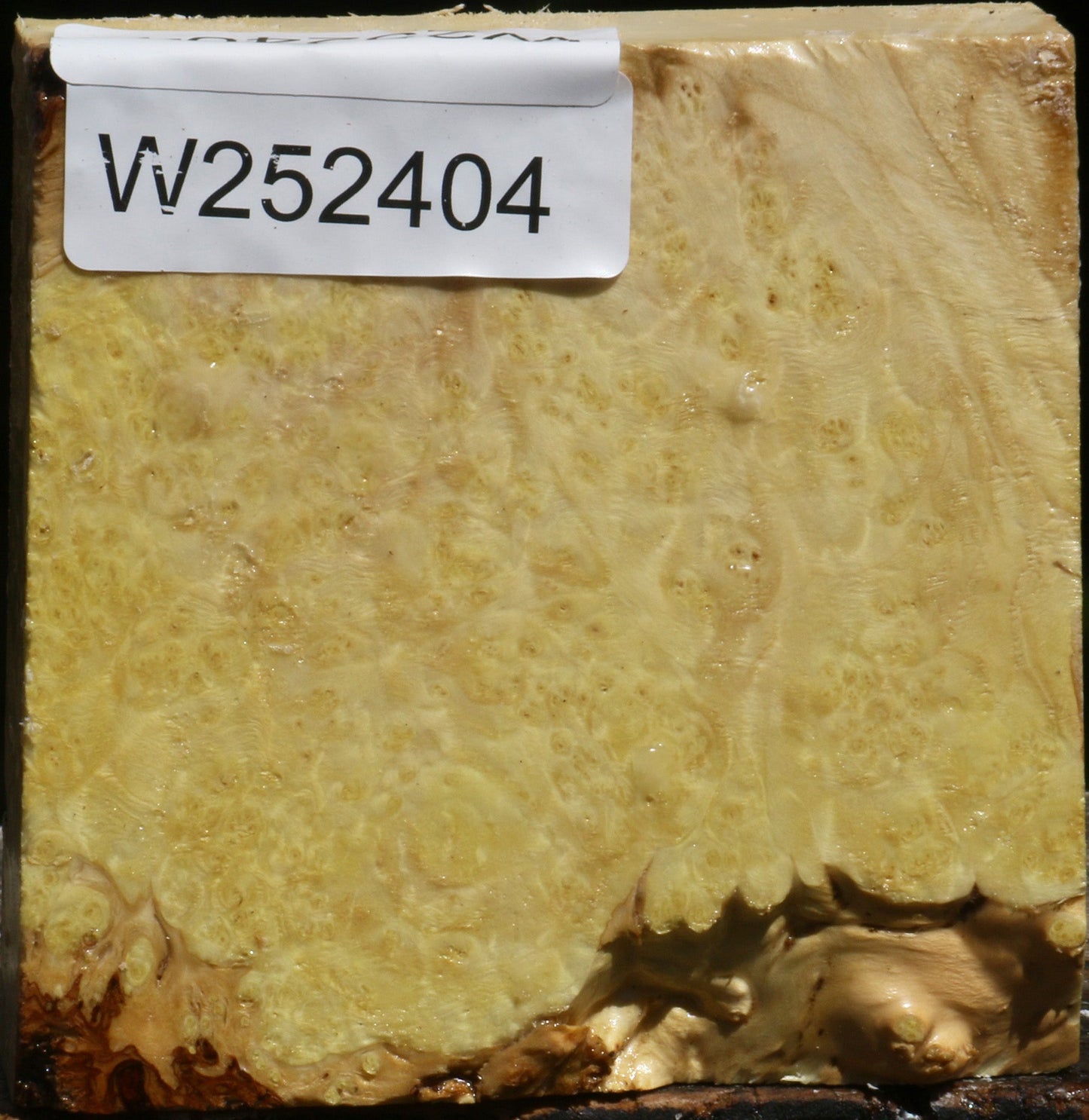 Box Elder Burl Bowl Blank