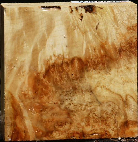 Box Elder Burl Bowl Blank