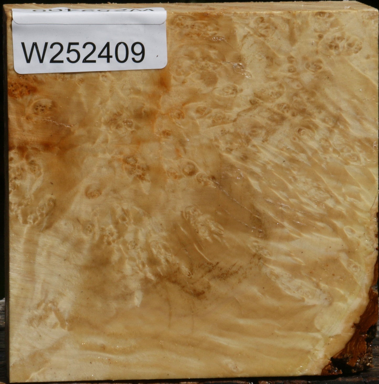 Box Elder Burl Bowl Blank
