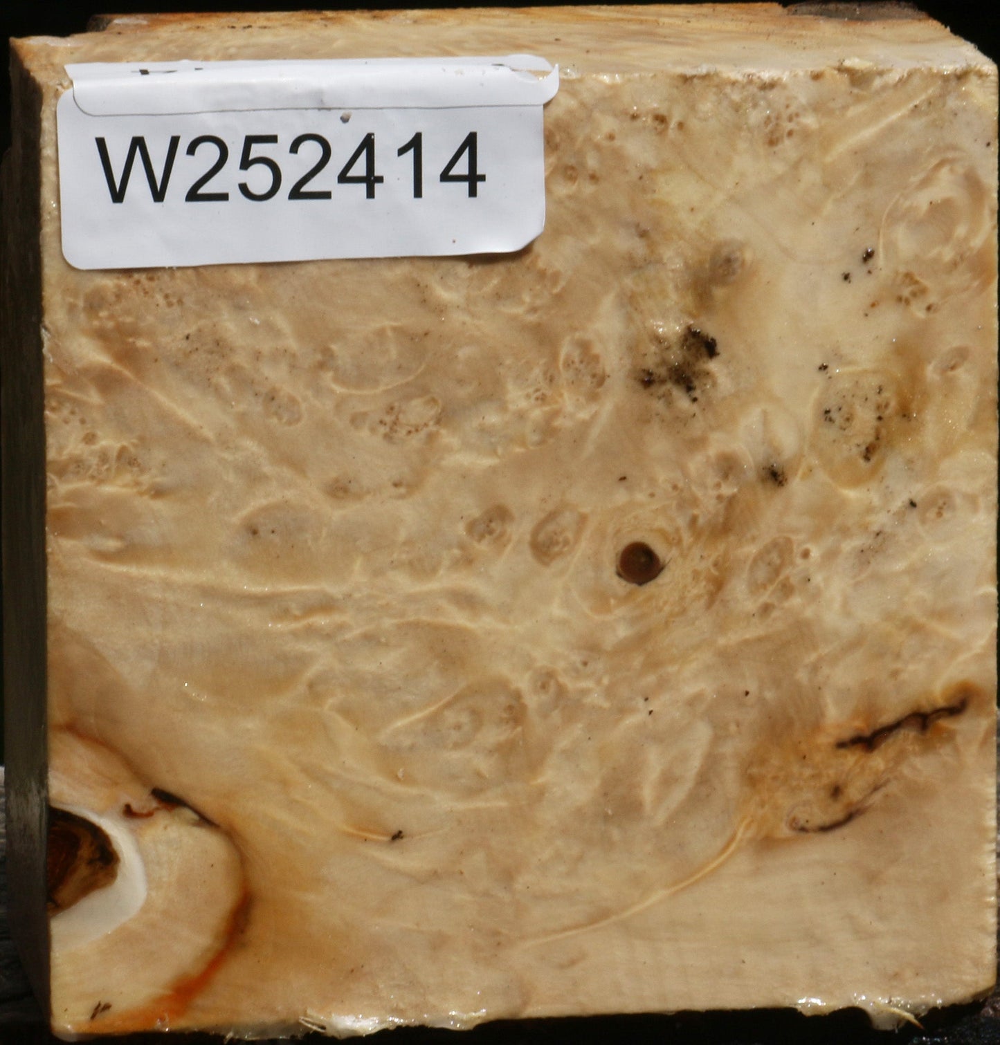 Box Elder Burl Bowl Blank