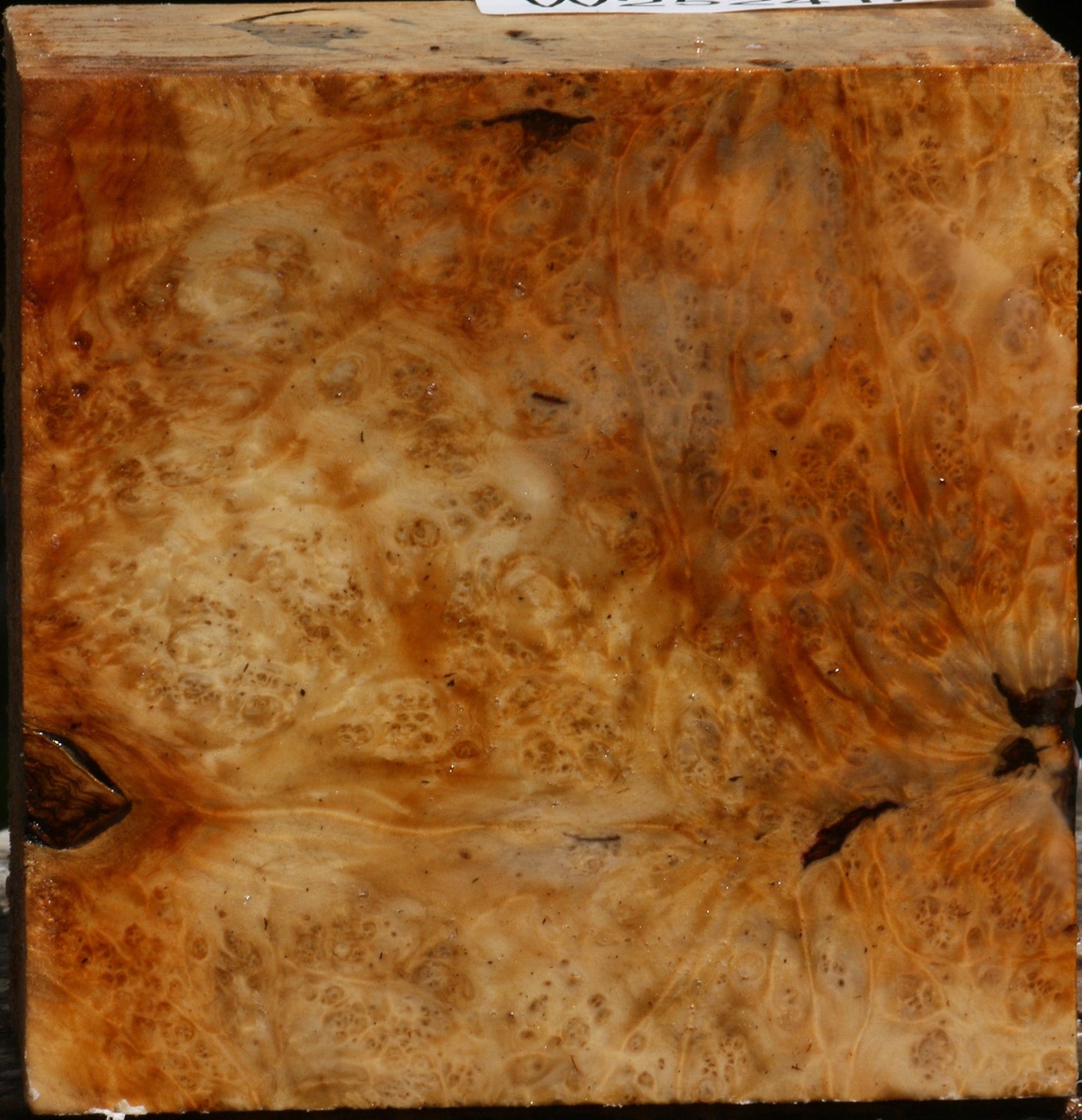 Rustic Box Elder Burl Bowl Blank