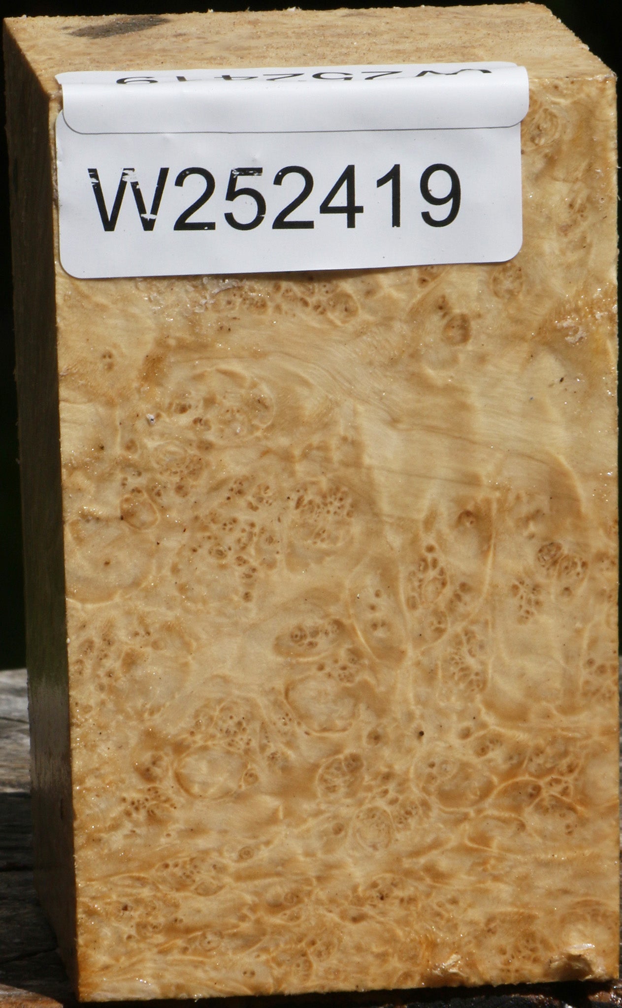 Box Elder Burl Turning Square