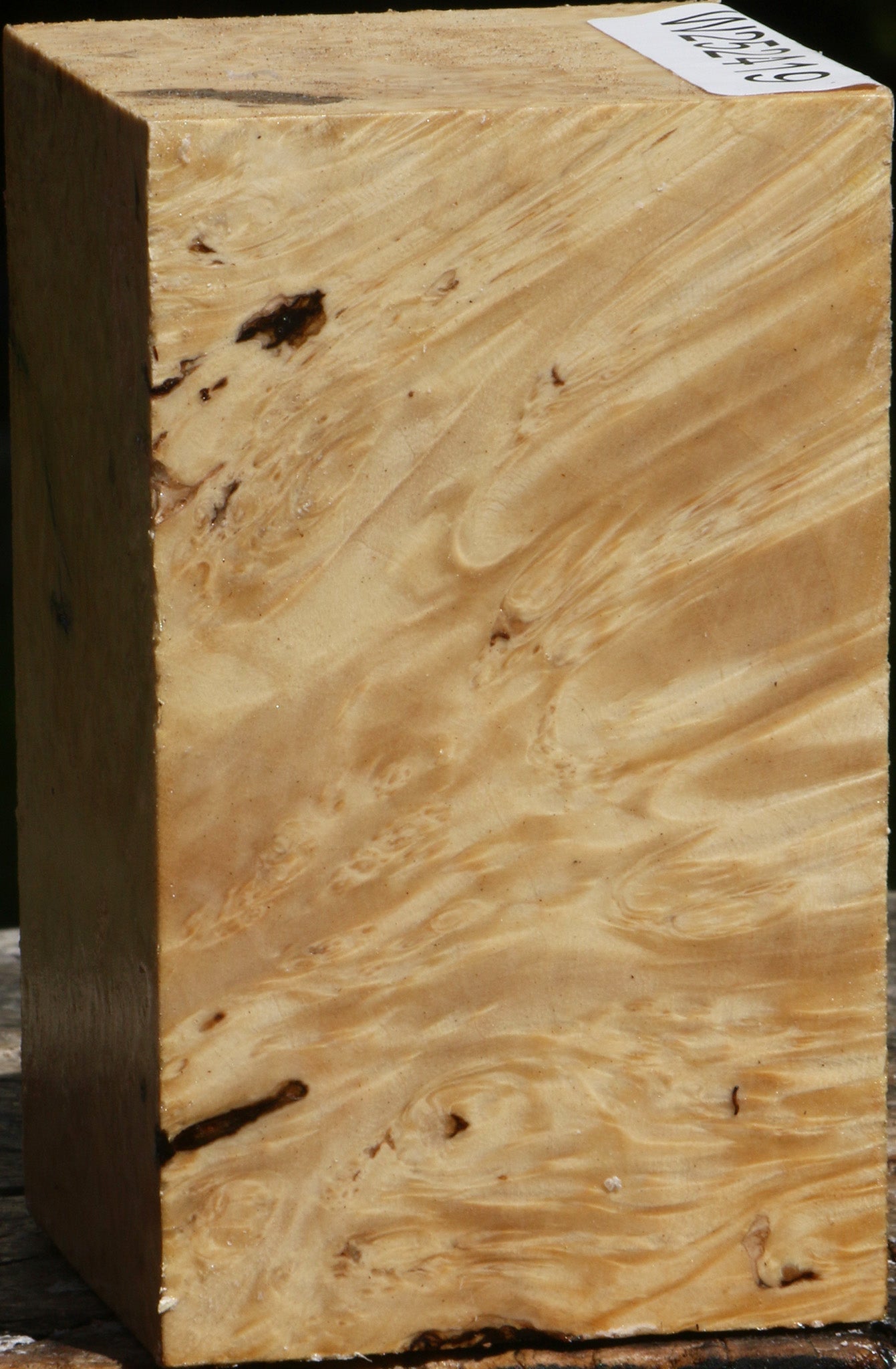 Box Elder Burl Turning Square