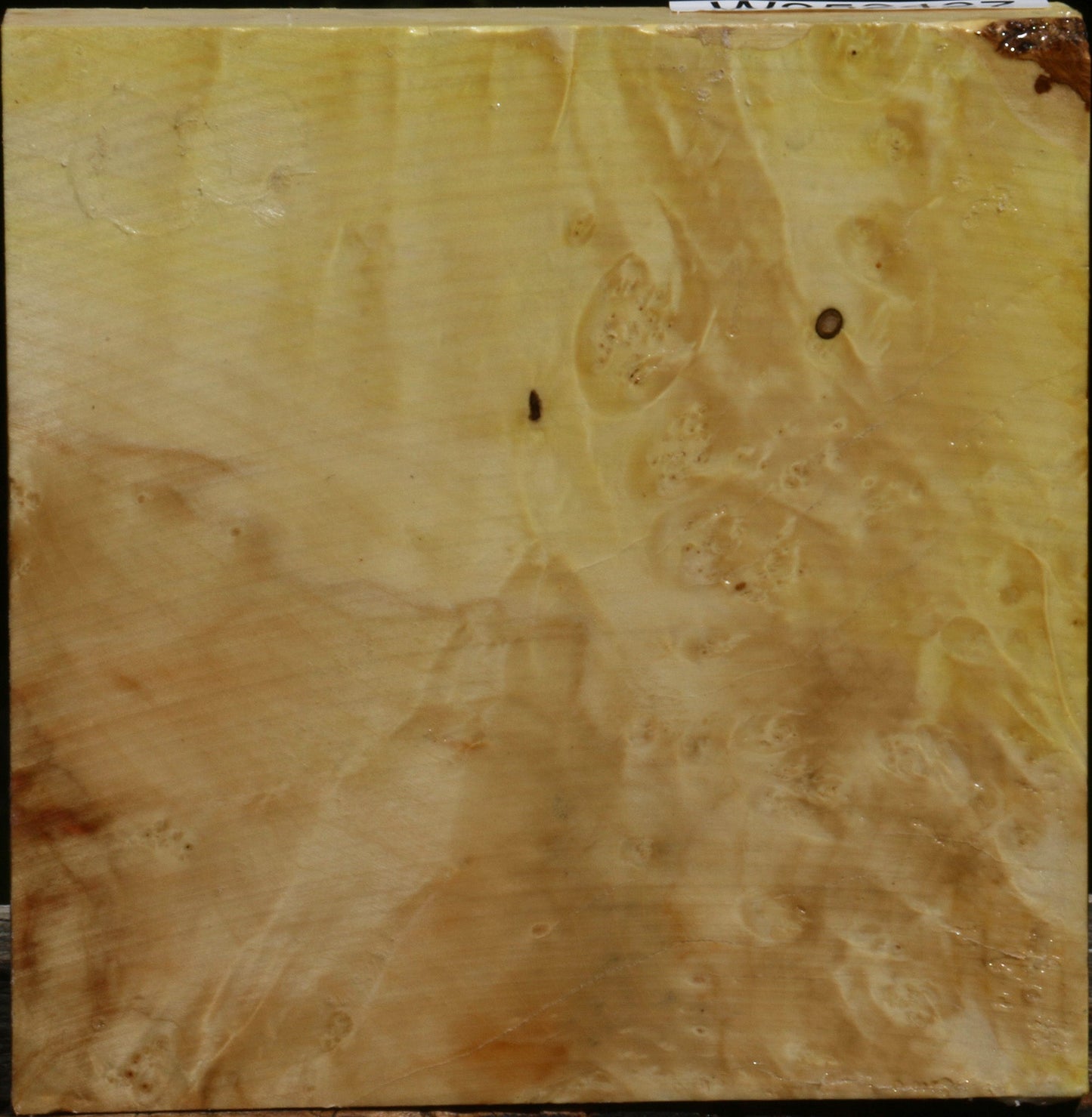 Box Elder Burl Bowl Blank