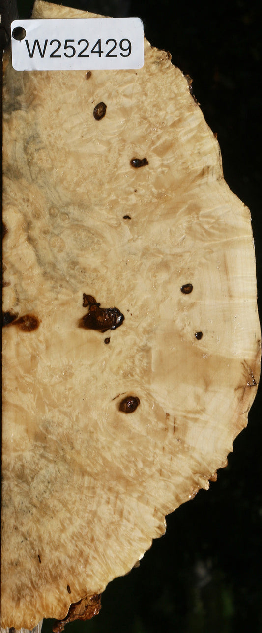 Box Elder Burl Live Edge Slice