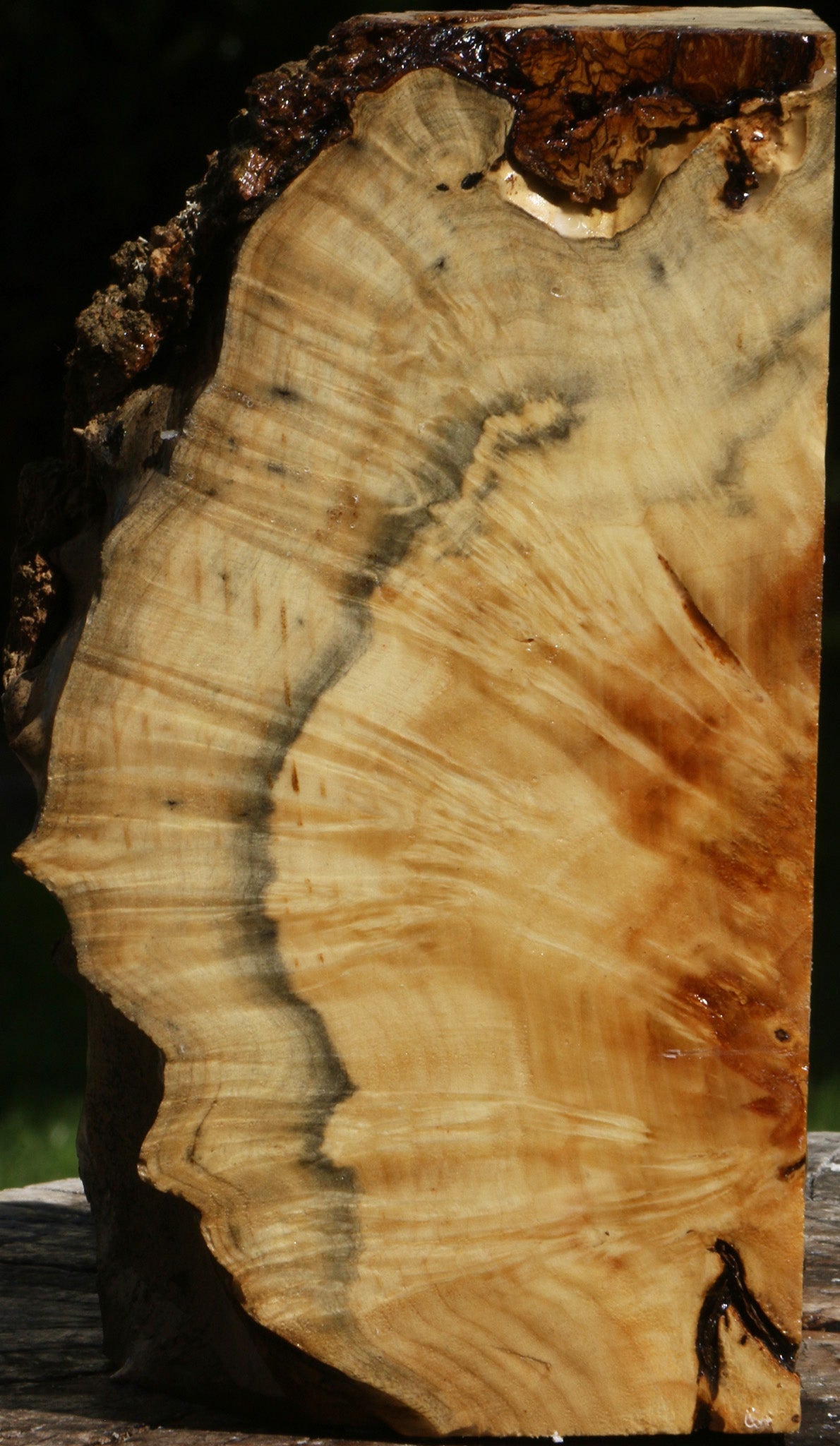 Box Elder Burl Live Edge Turning Blank