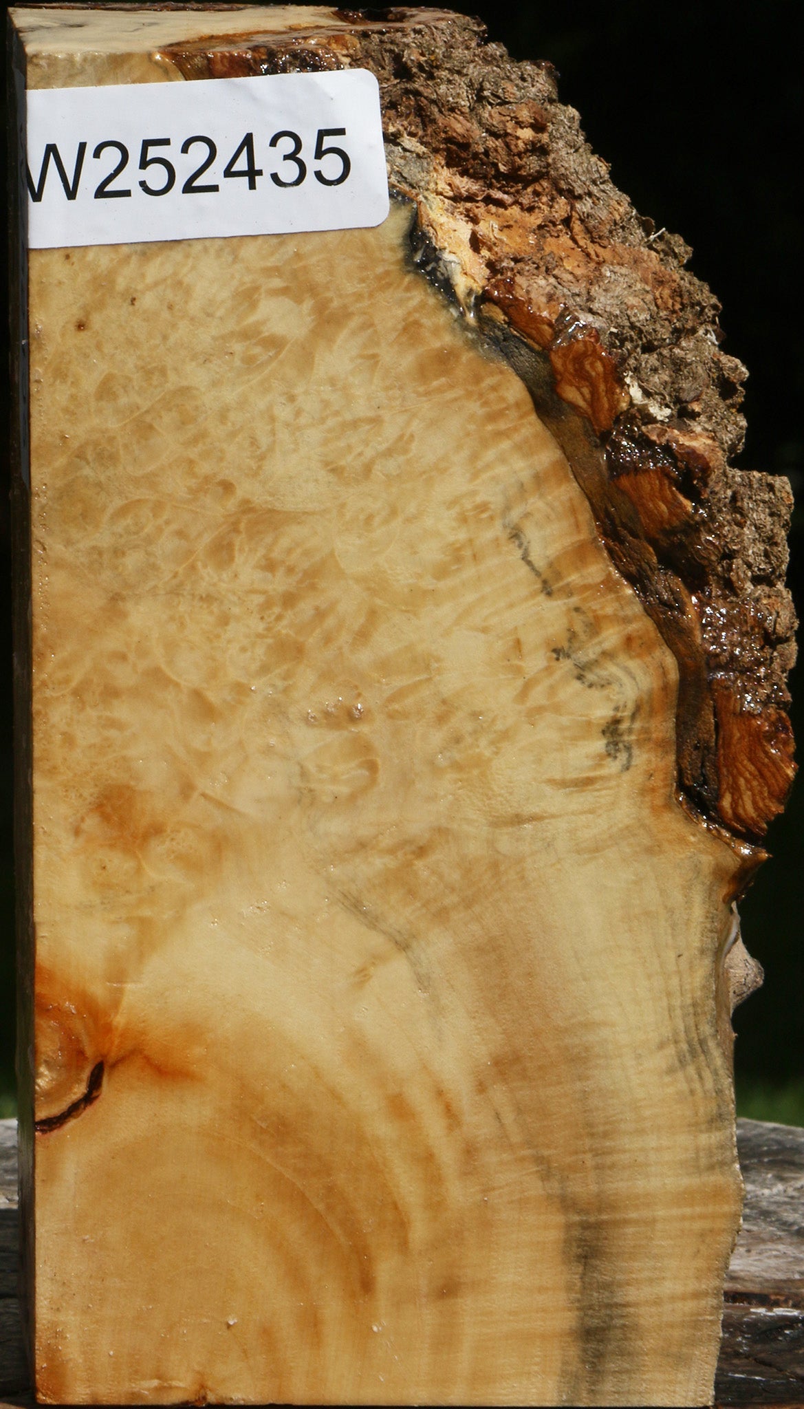 Box Elder Burl Live Edge Turning Blank