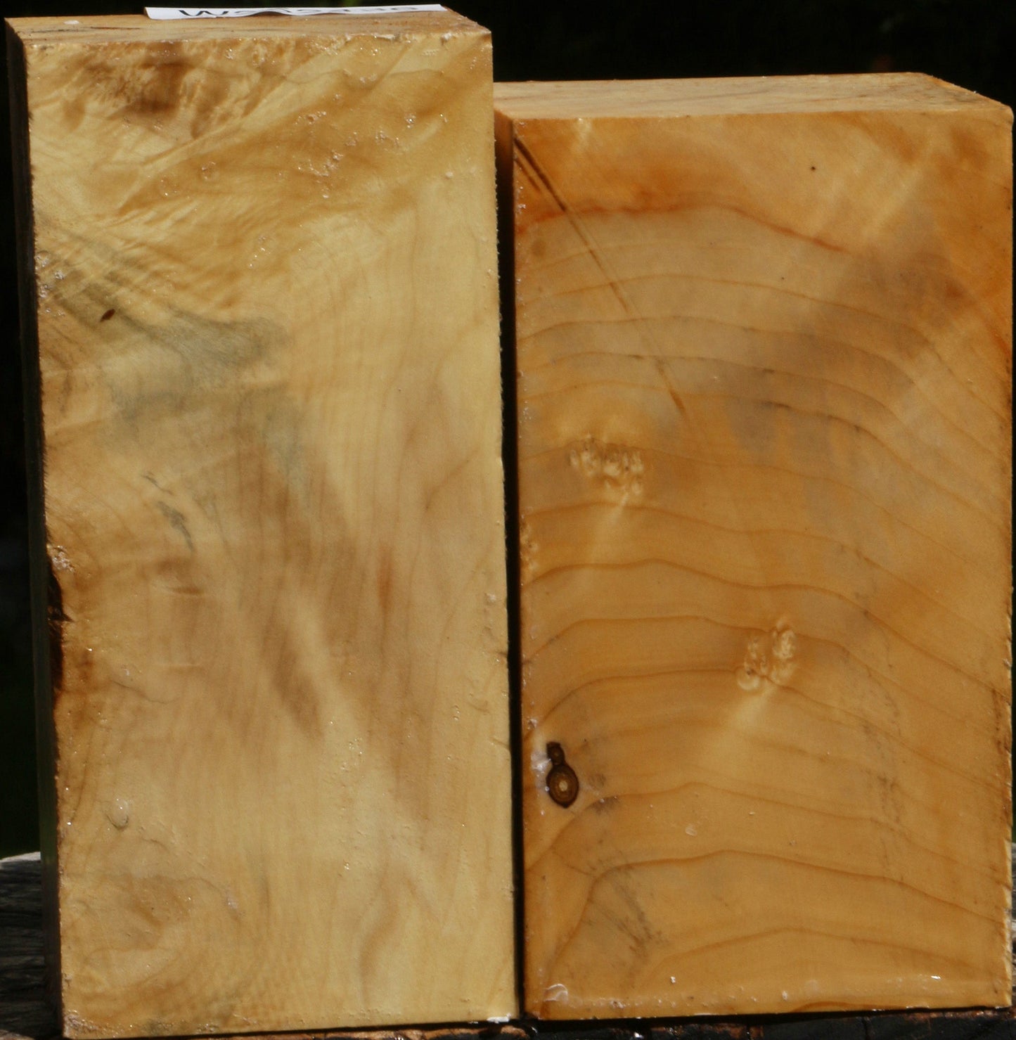 Box Elder Turning Square 2 Pack