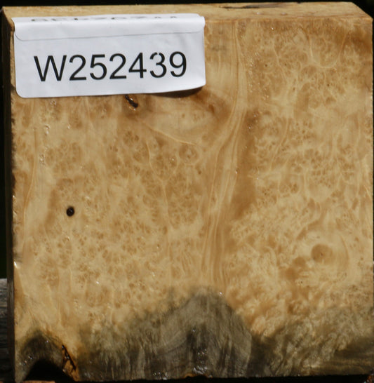 Box Elder Burl Bowl Blank