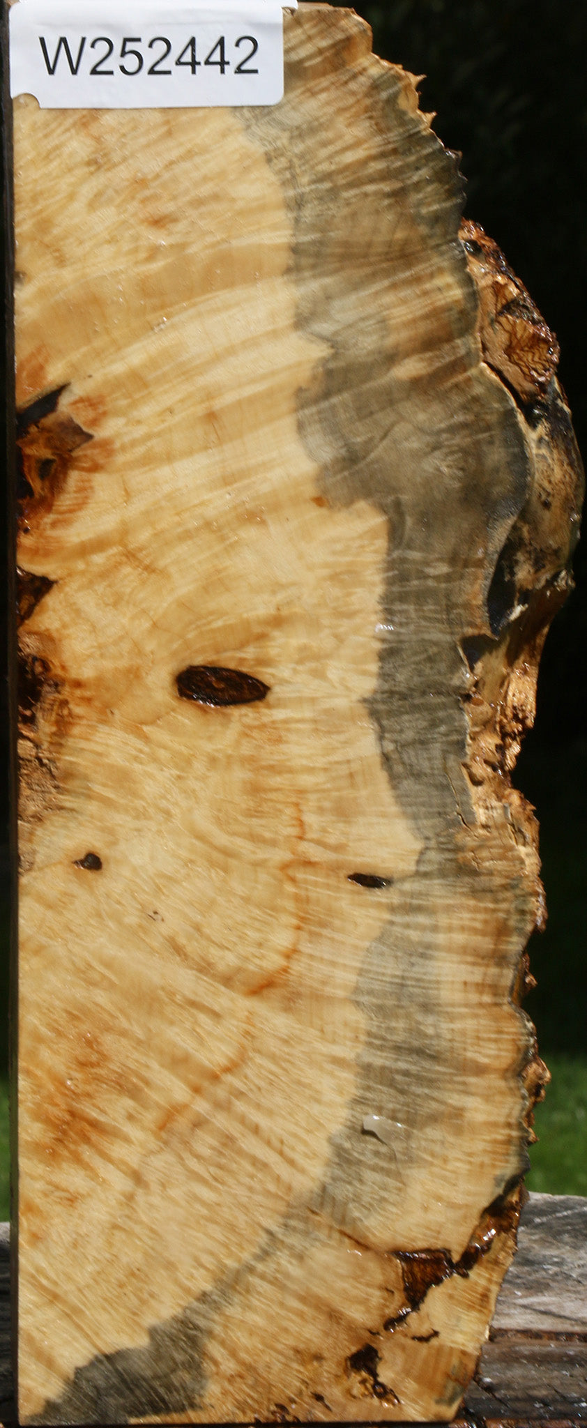 Rustic Box Elder Burl Live Edge Turning Blank