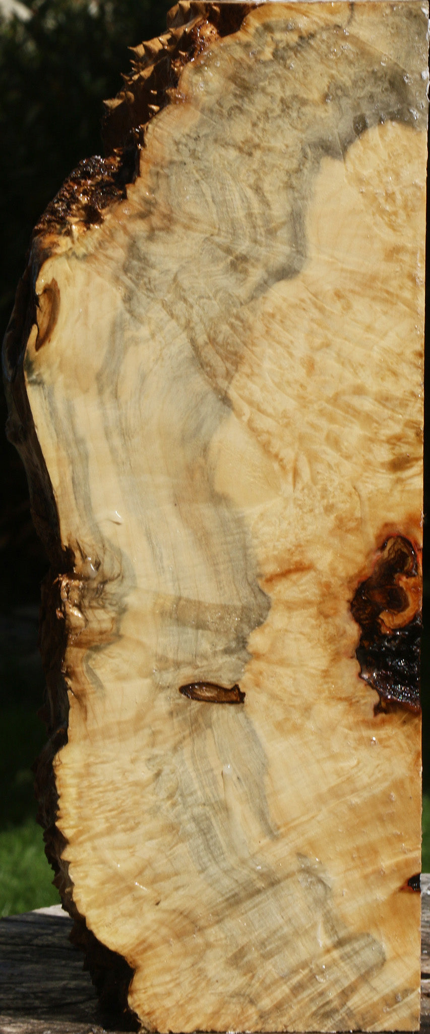 Rustic Box Elder Burl Live Edge Turning Blank