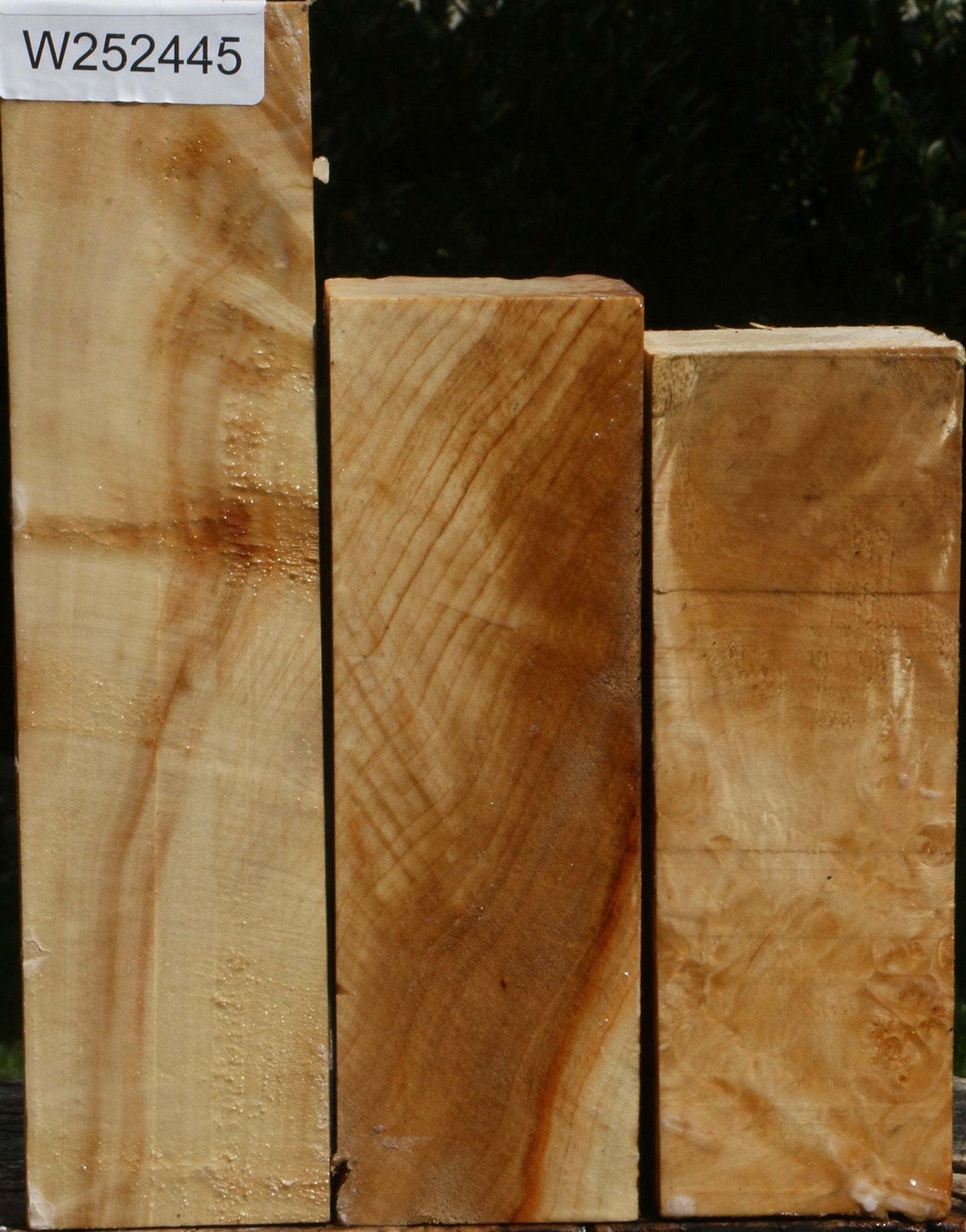 Box Elder Turning Square 3 Pack