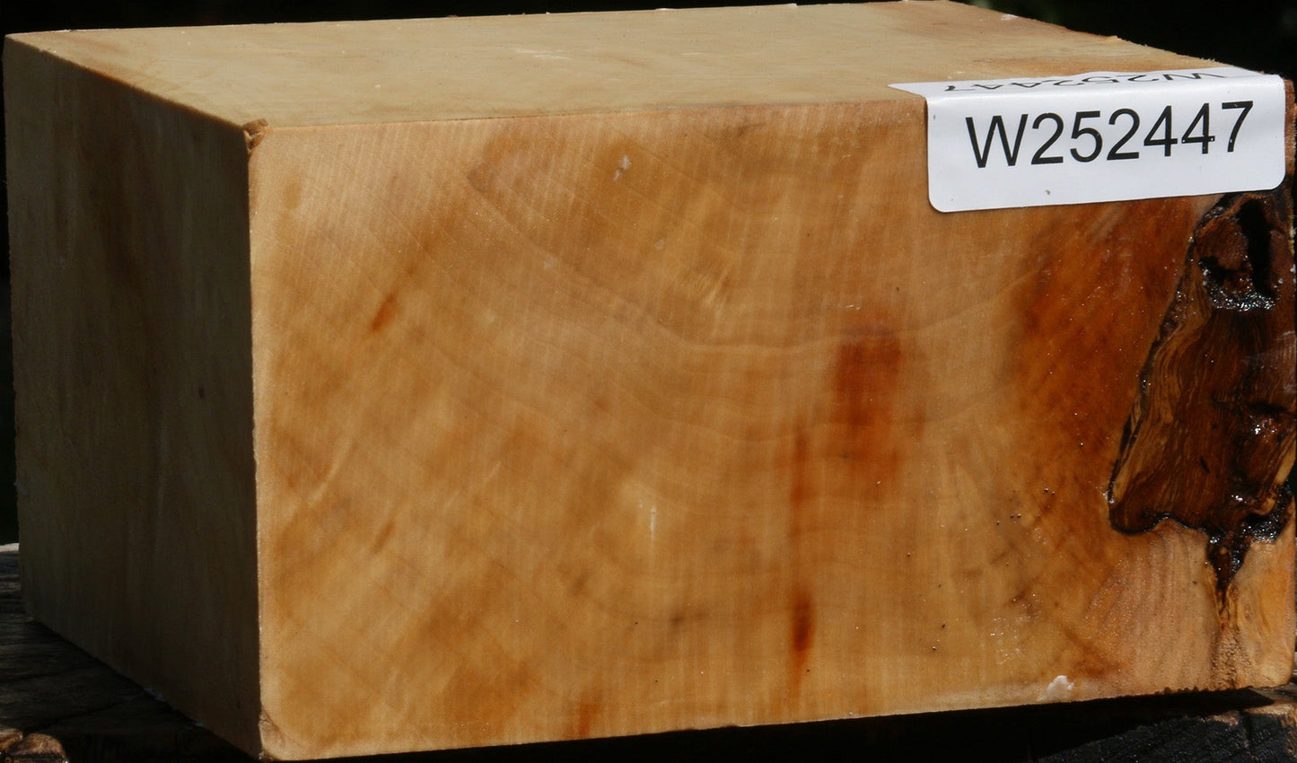 Figured Box Elder Bowl Blank