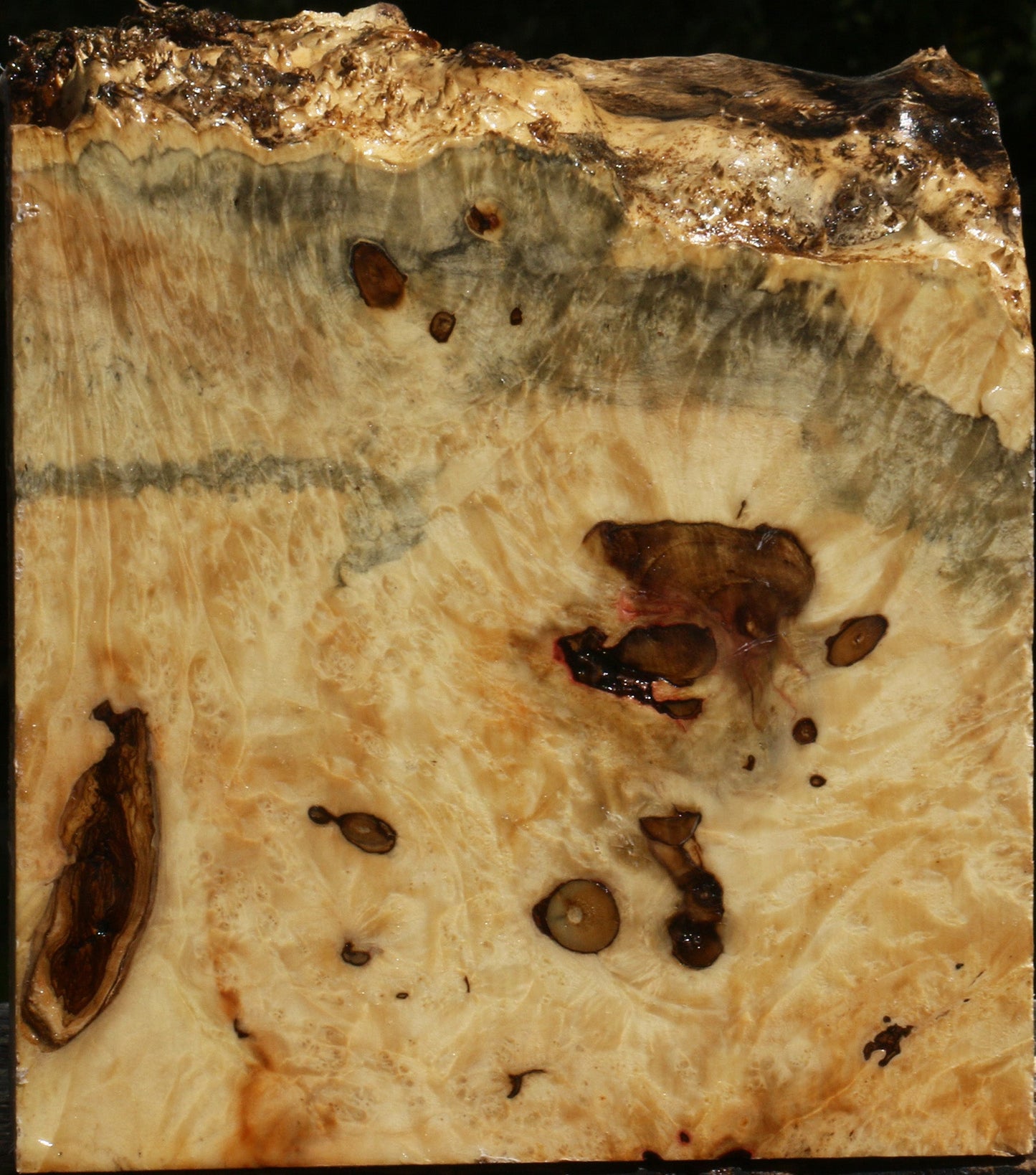 Rustic Box Elder Burl Live Edge Turning Blank