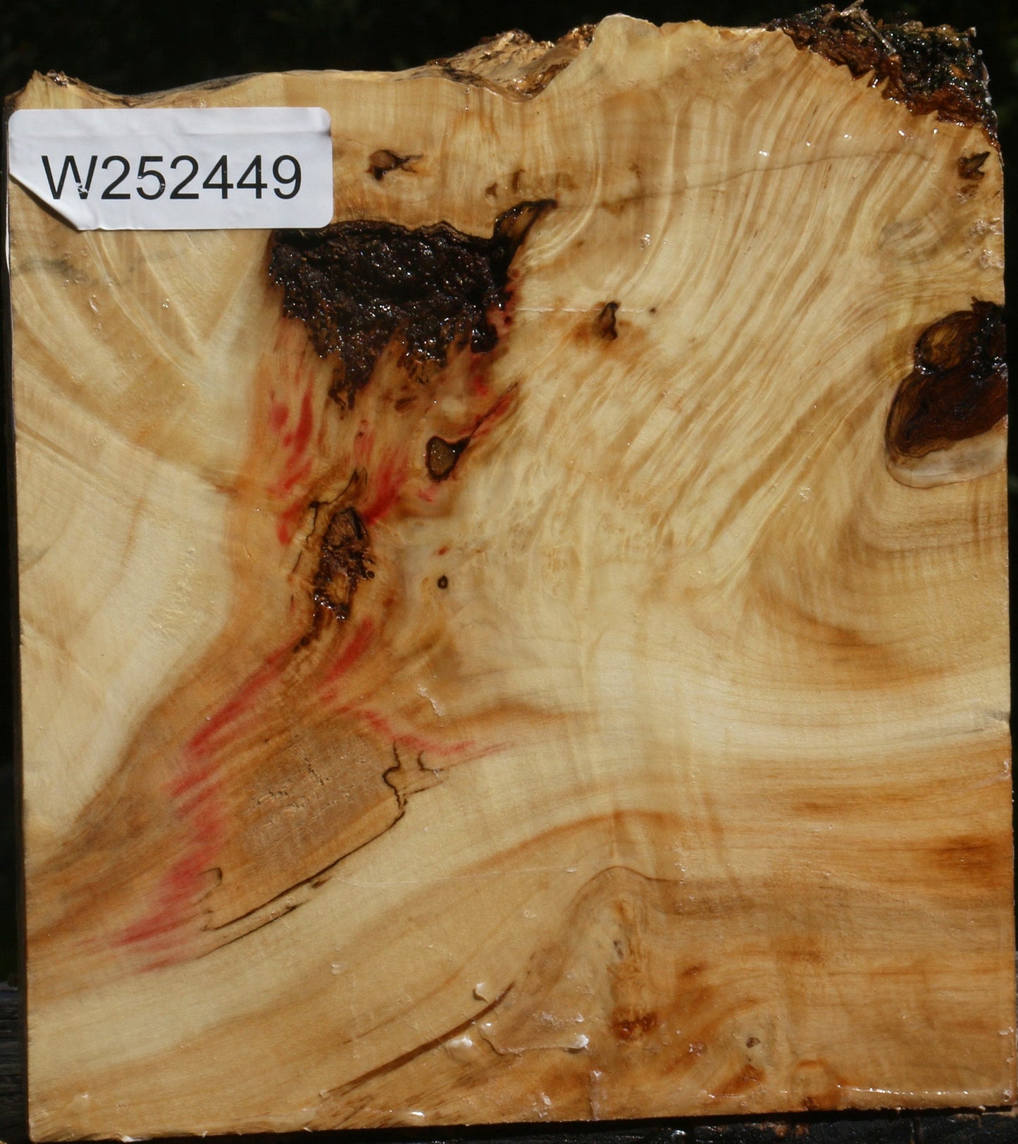 Rustic Box Elder Burl Live Edge Turning Blank