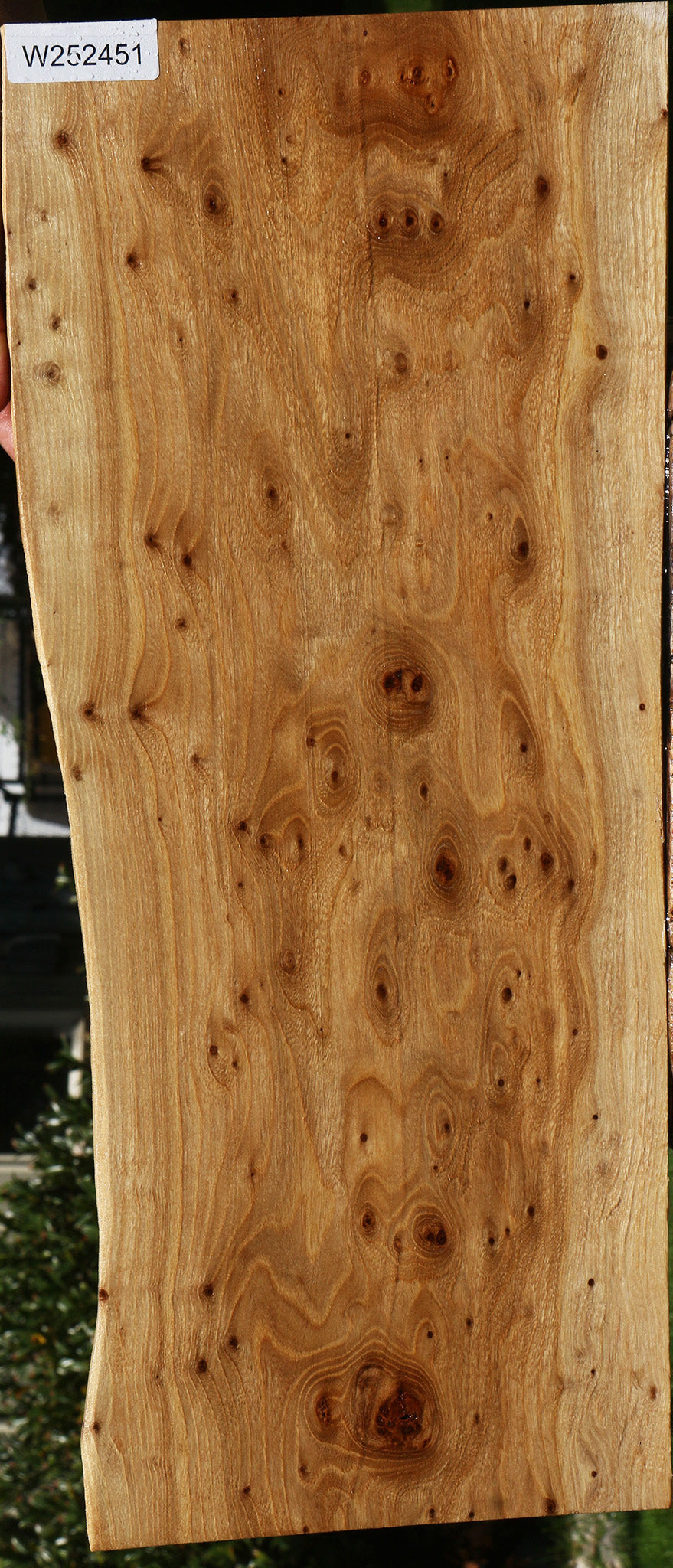 Extra Fancy Siberian Elm Burl Live Edge Lumber