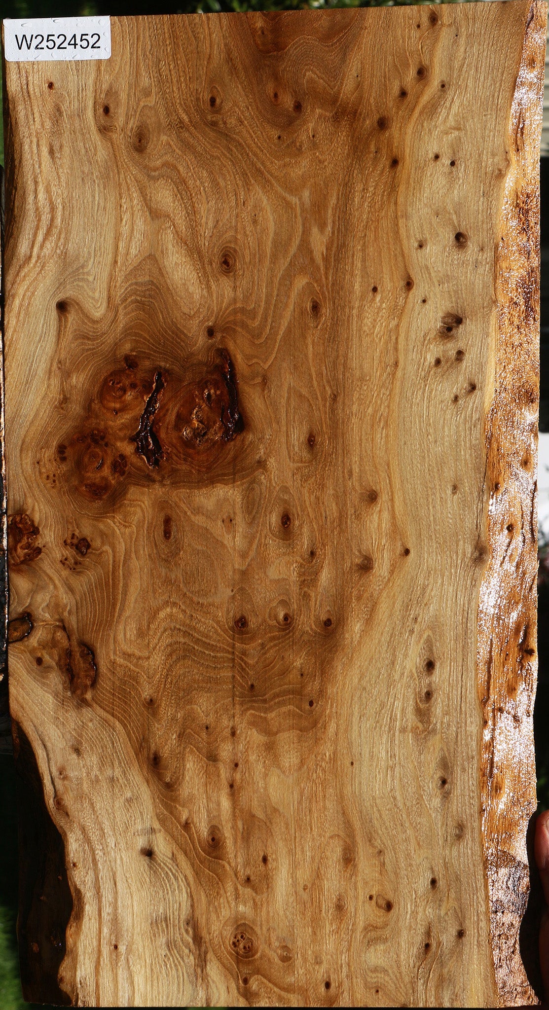 Extra Fancy Elm Burl Live Edge Lumber