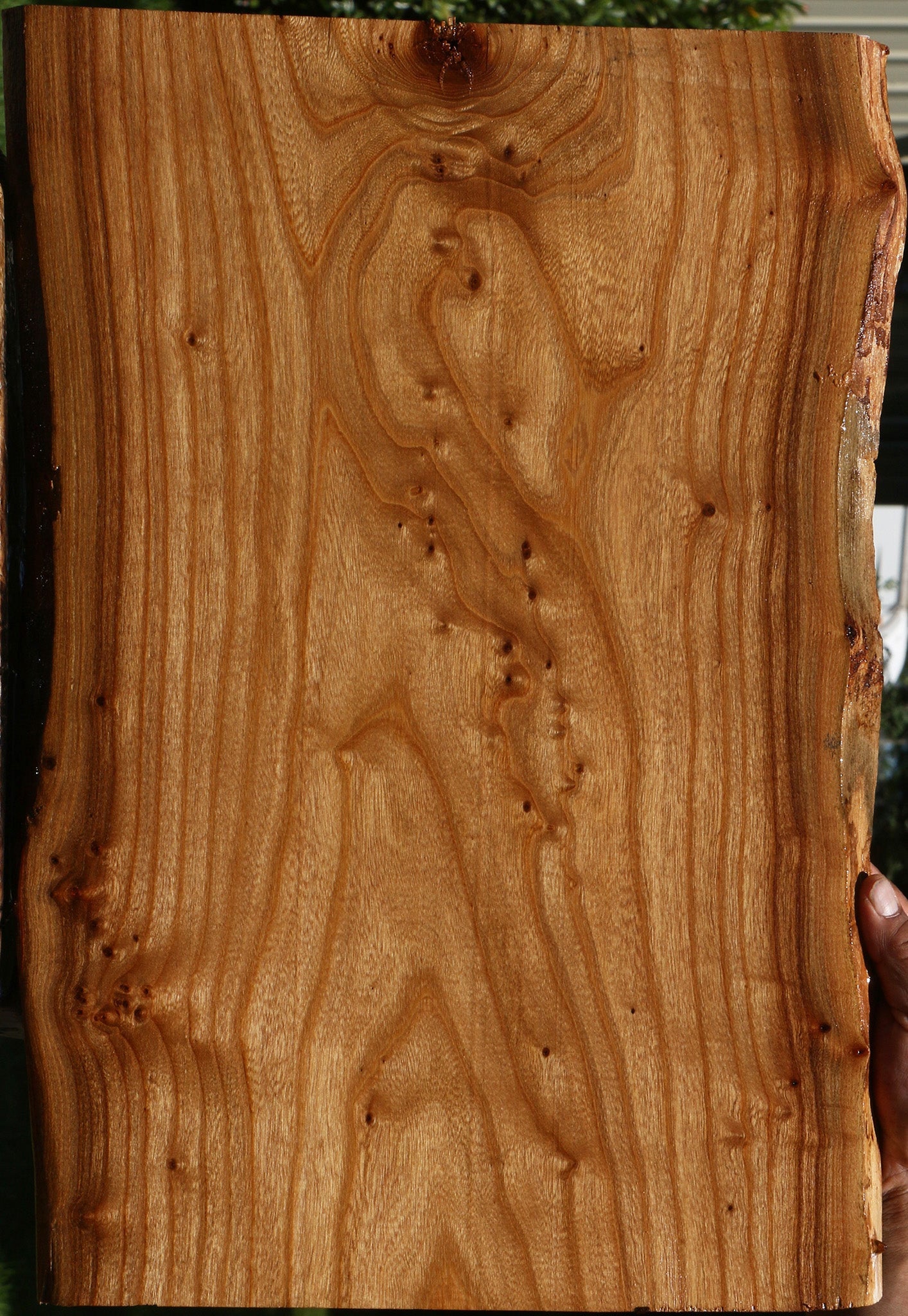 Siberian Elm Live Edge Lumber