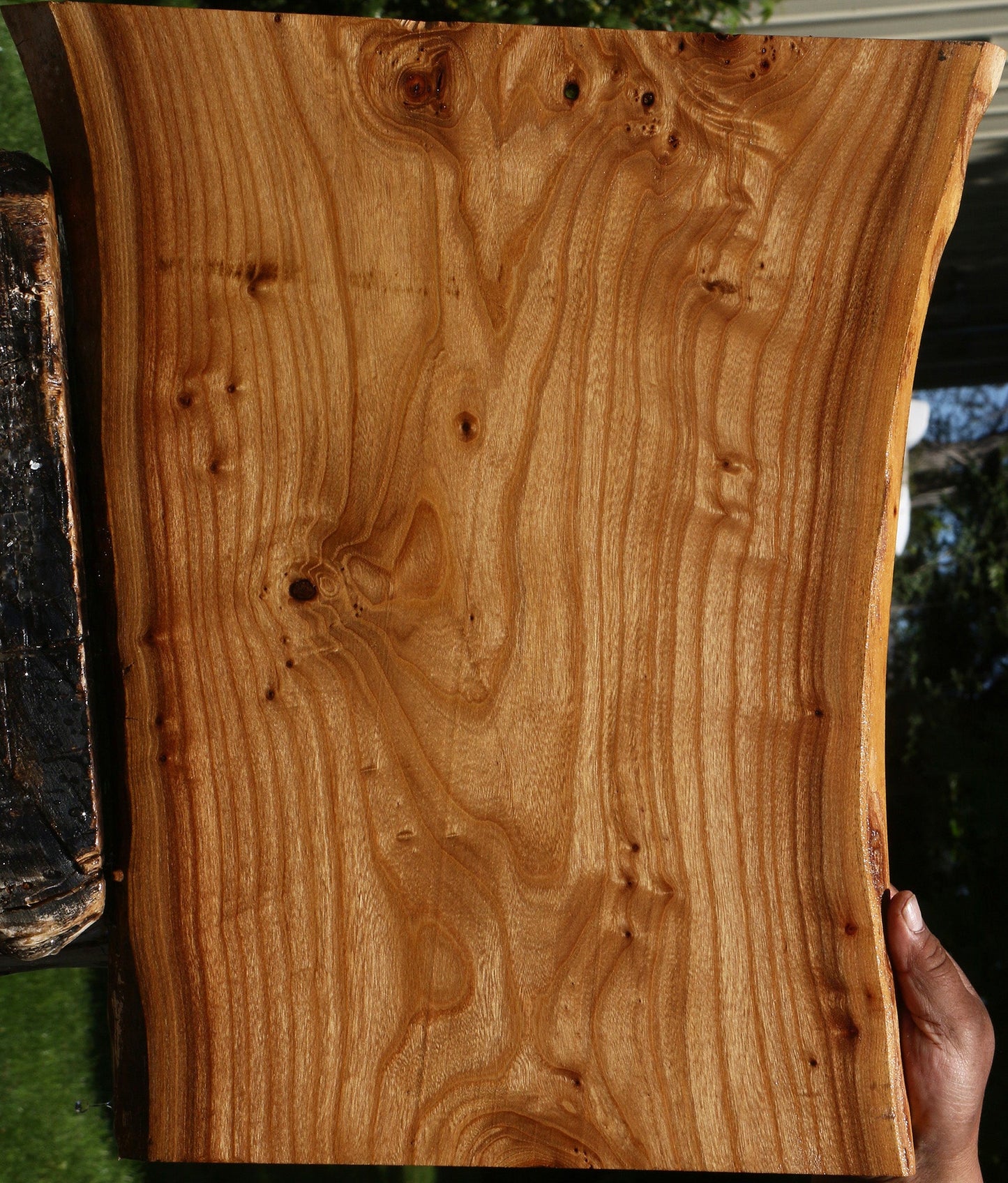 Siberian Elm Live Edge Lumber
