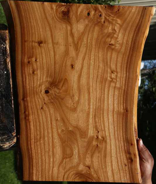 Siberian Elm Live Edge Lumber