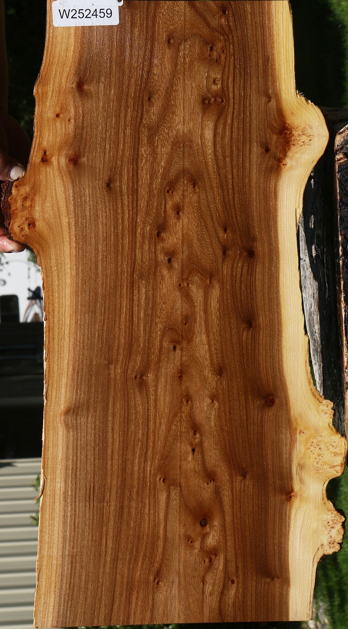 Figured Siberian Elm Live Edge Lumber