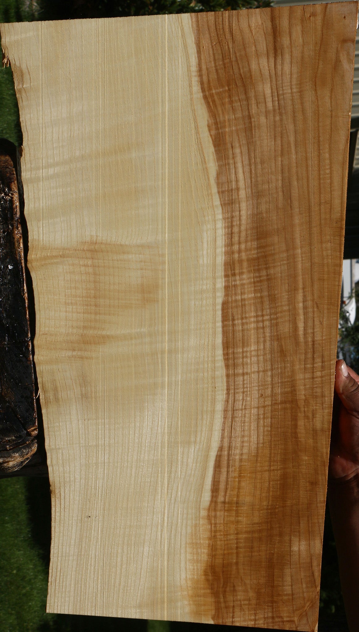 Extra Fancy Modesto Ash Live Edge Lumber