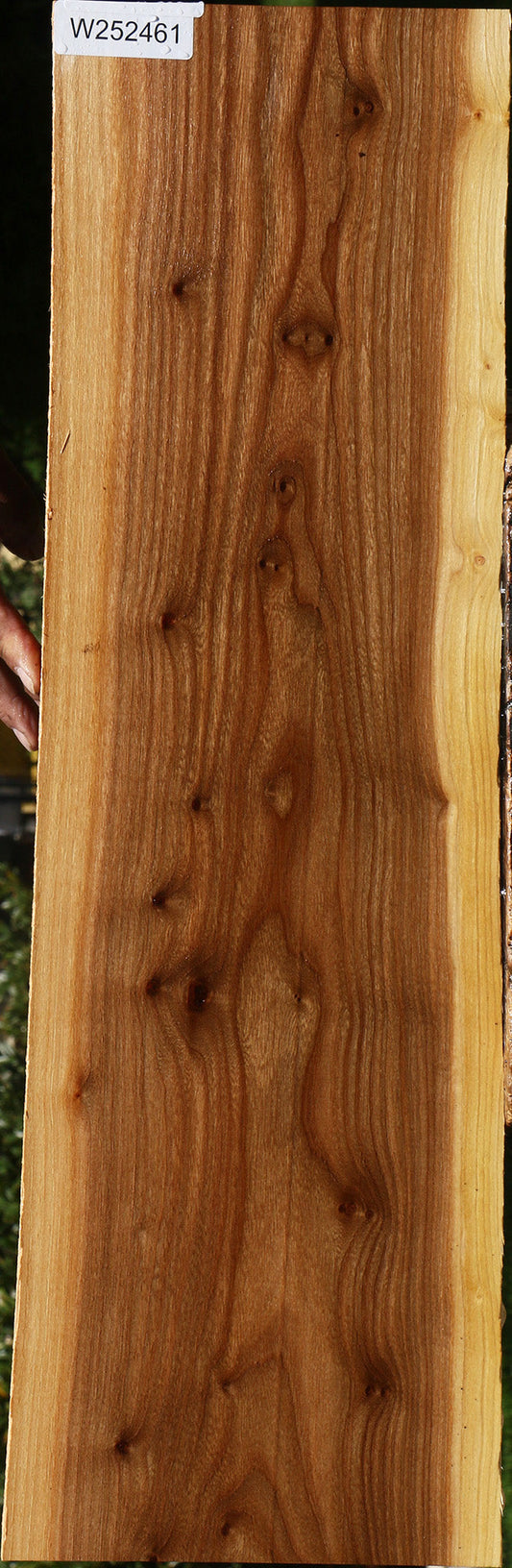 Figured Siberian Elm Live Edge Lumber