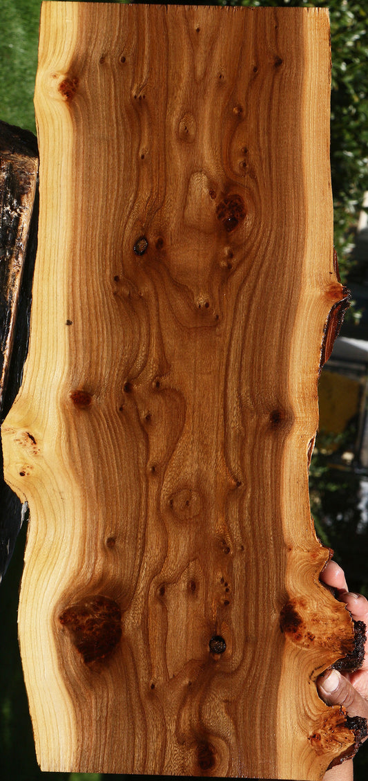 Extra Fancy Siberian Elm Burl Live Edge Lumber