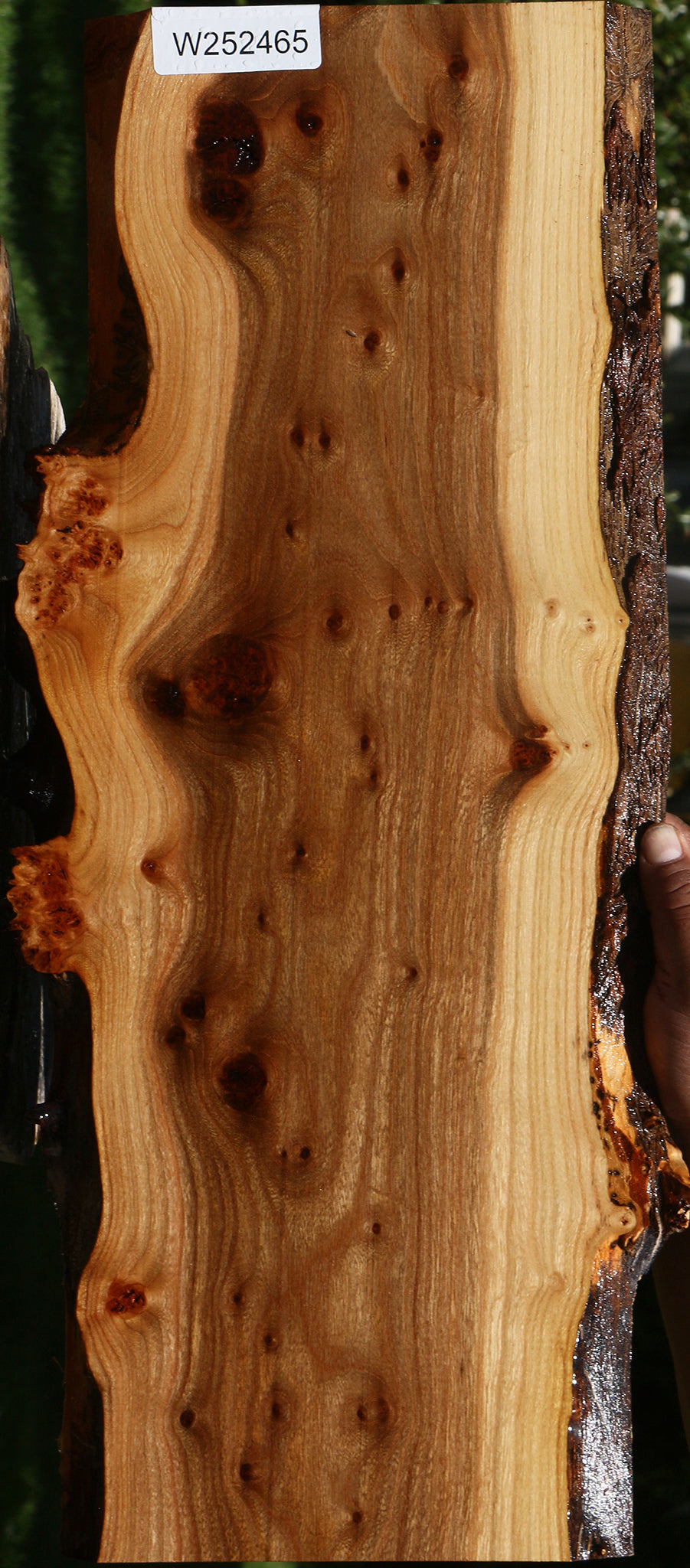 Extra Fancy Siberian Elm Burl Live Edge Lumber