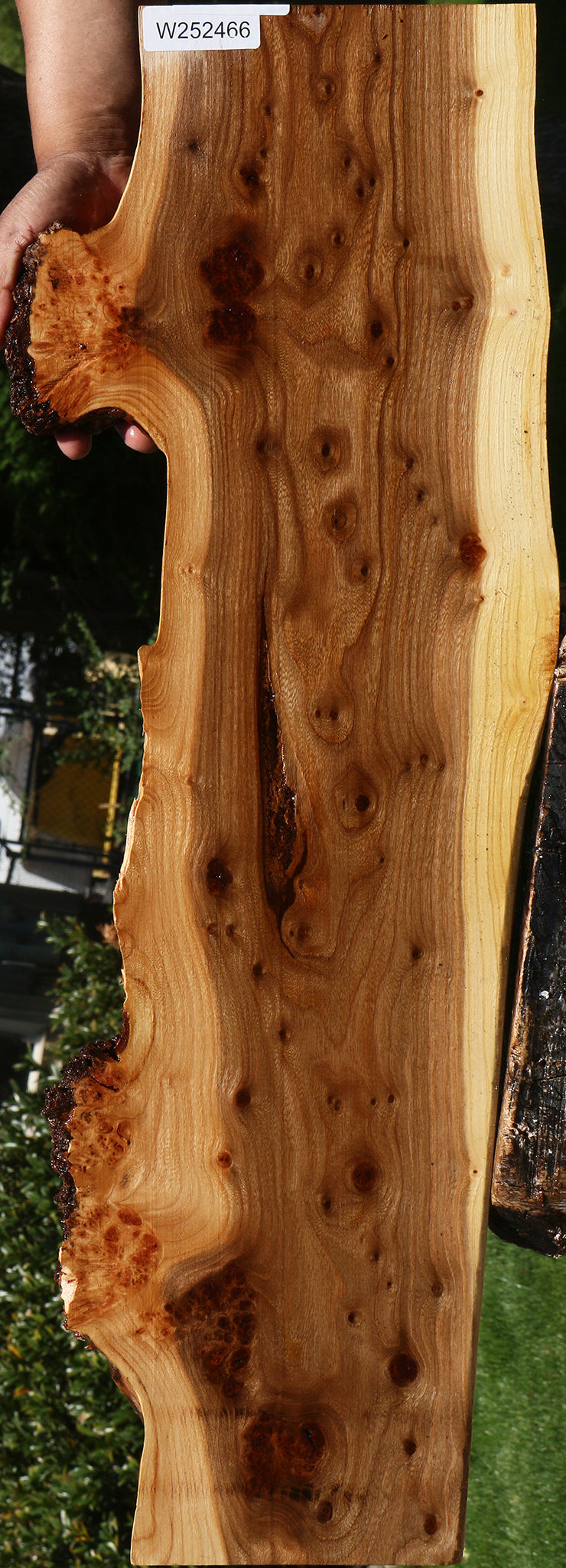 Extra Fancy Siberian Elm Burl Live Edge Lumber