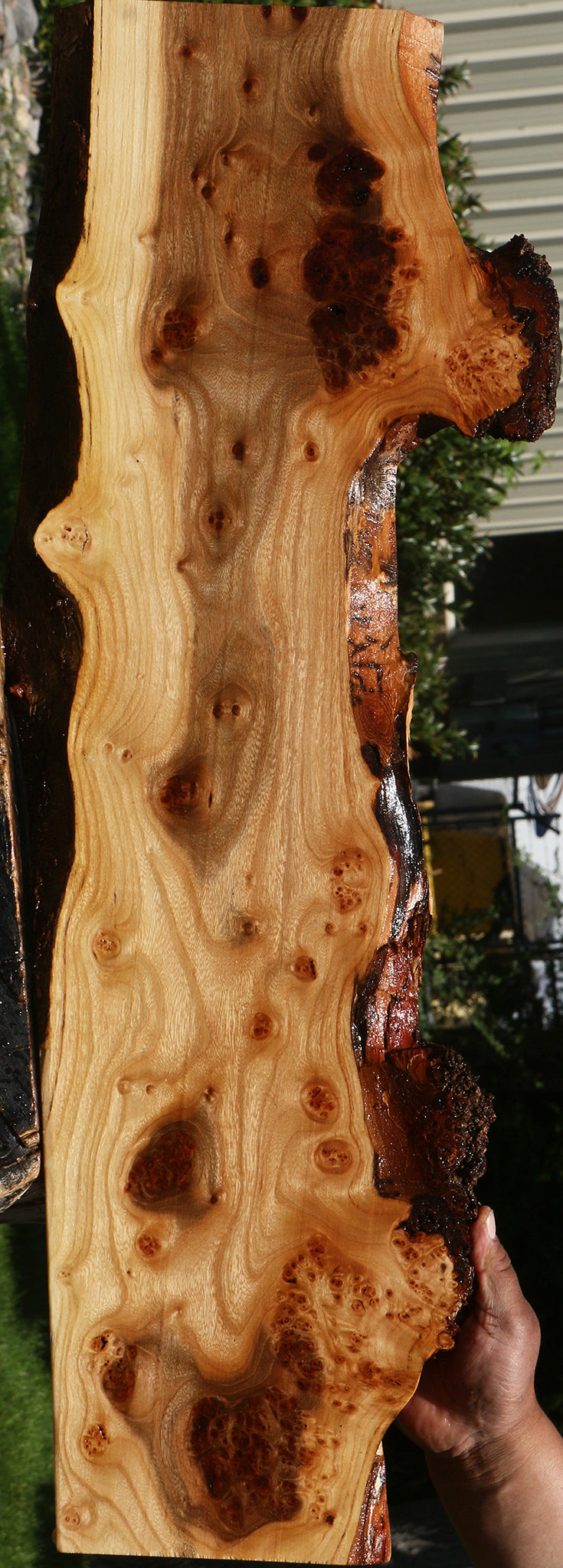 Extra Fancy Siberian Elm Burl Live Edge Lumber