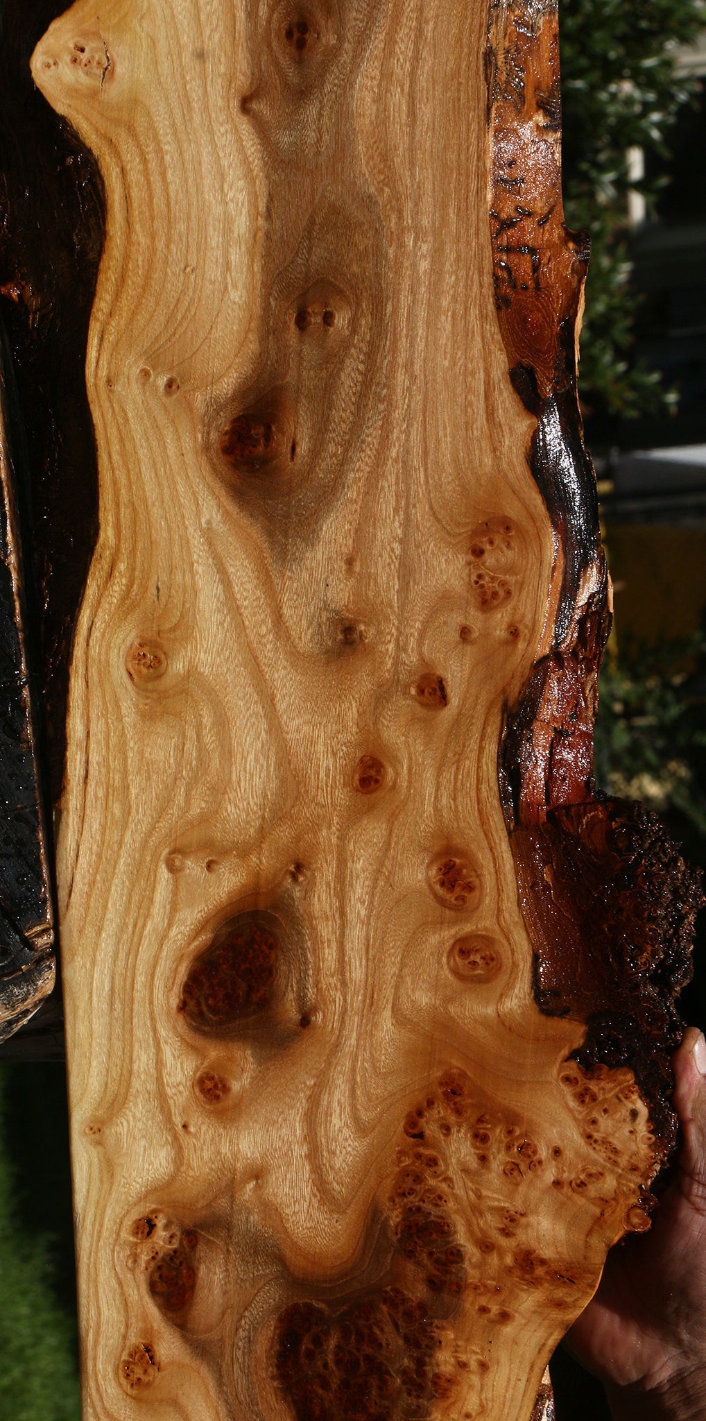 Extra Fancy Siberian Elm Burl Live Edge Lumber