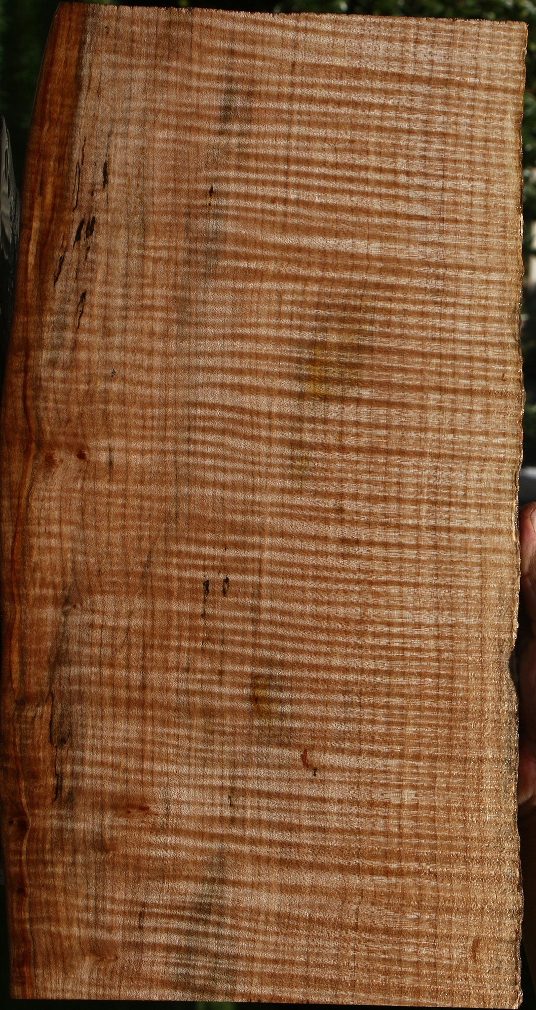 Extra Fancy Rustic Maple Live Edge Lumber