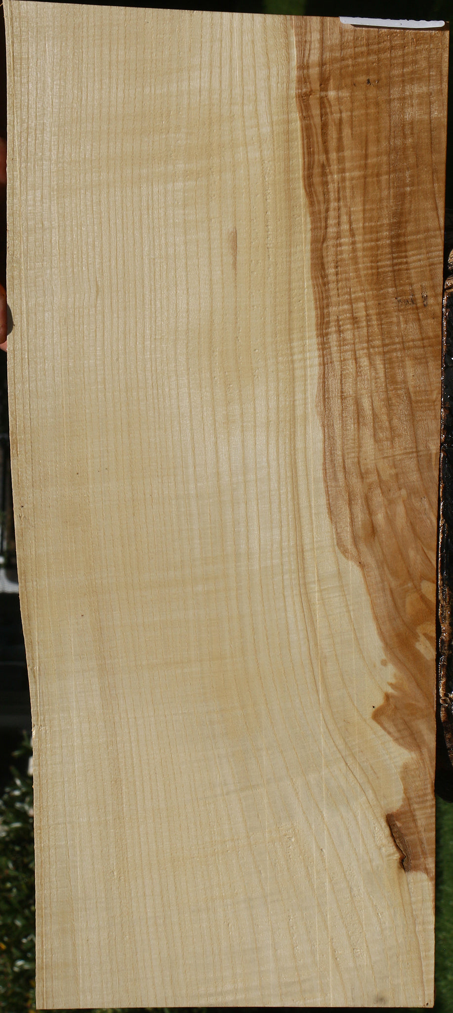 Extra Fancy Modesto Ash Live Edge Micro Lumber