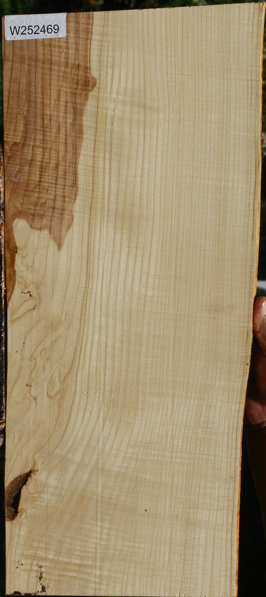 Extra Fancy Modesto Ash Live Edge Micro Lumber